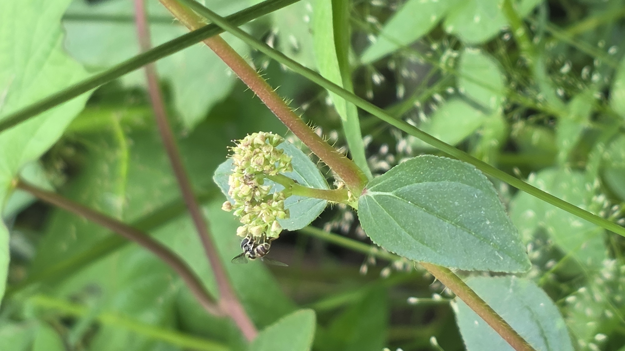 A detailed, close-up shot captures a small, striped fly feeding on a cluster of pale green flowers. These flowers are positioned at the intersection of a bristly, reddish-brown stem and a green leaf. The background is a blur of verdant foliage. The location is likely a vegetated area within the city of Lhokseumawe, Indonesia.