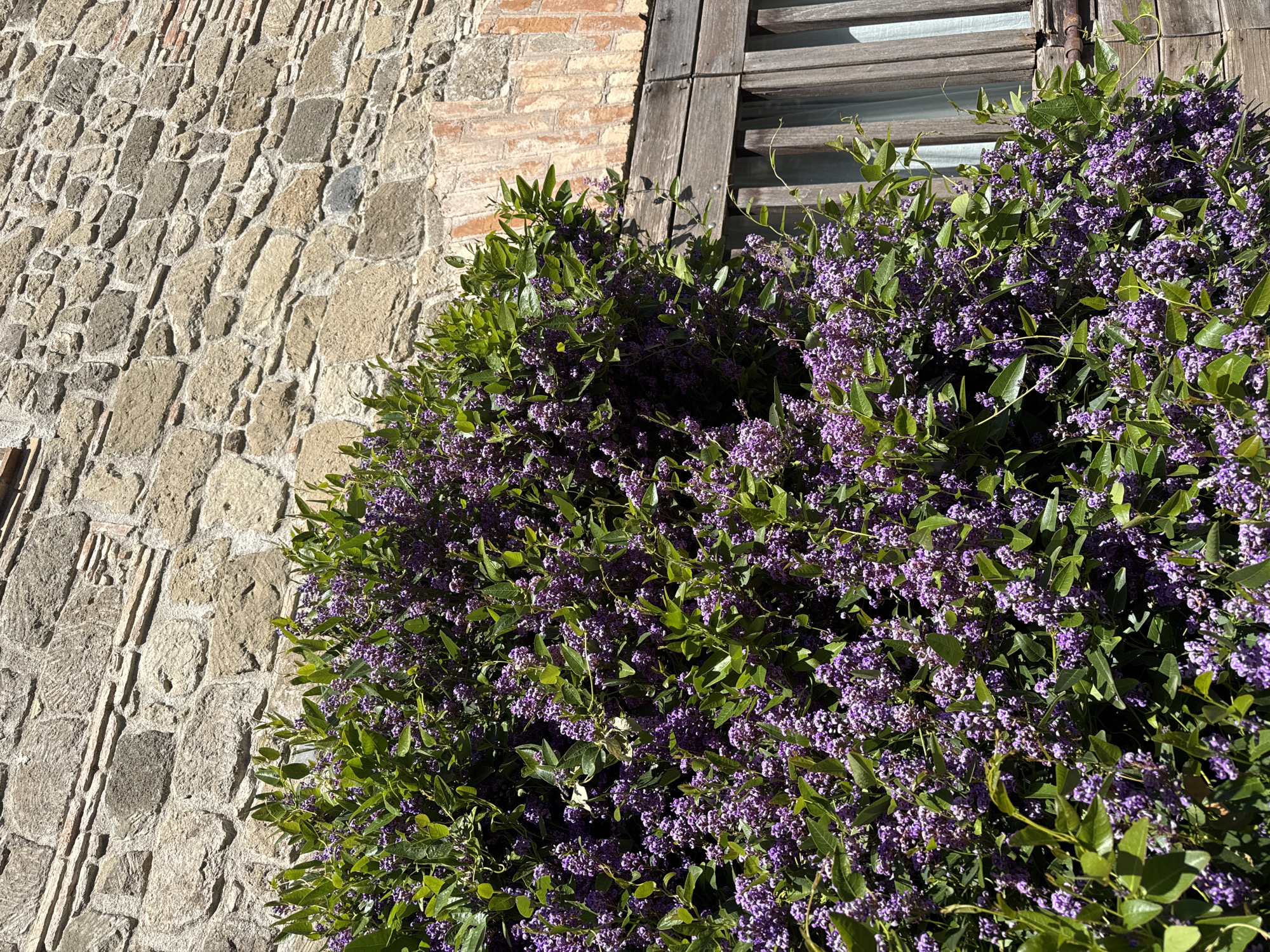 A stone wall with brick accents stands next to a bush-like plant with green leaves and purple flowers growing beside a wooden window frame with slats. The location is Castelnuovo di Porto, Italy.