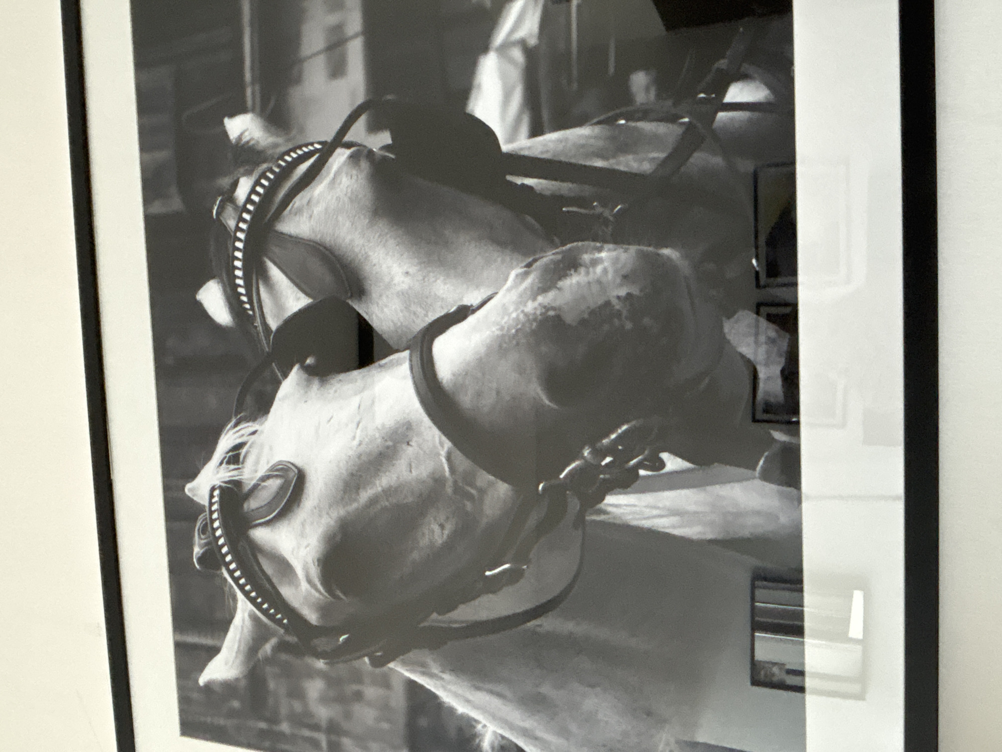 The image is a black and white photograph of two horses wearing bridles. The horses are positioned close together, with their heads in the foreground. The horse on the left is facing forward and slightly to the right, while the horse on the right is facing forward and slightly to the left. Both horses have their eyes visible and appear alert. The bridles are dark leather with decorative stitching and metal buckles. The background is out of focus and appears to be an urban environment with buildings and possibly other people or animals. The photograph is framed with a black border and is displayed on a light-colored wall. There are reflections visible on the glass of the frame, indicating it is likely indoors. The image does not provide any specific details that would identify its location as Dubai, United Arab Emirates.