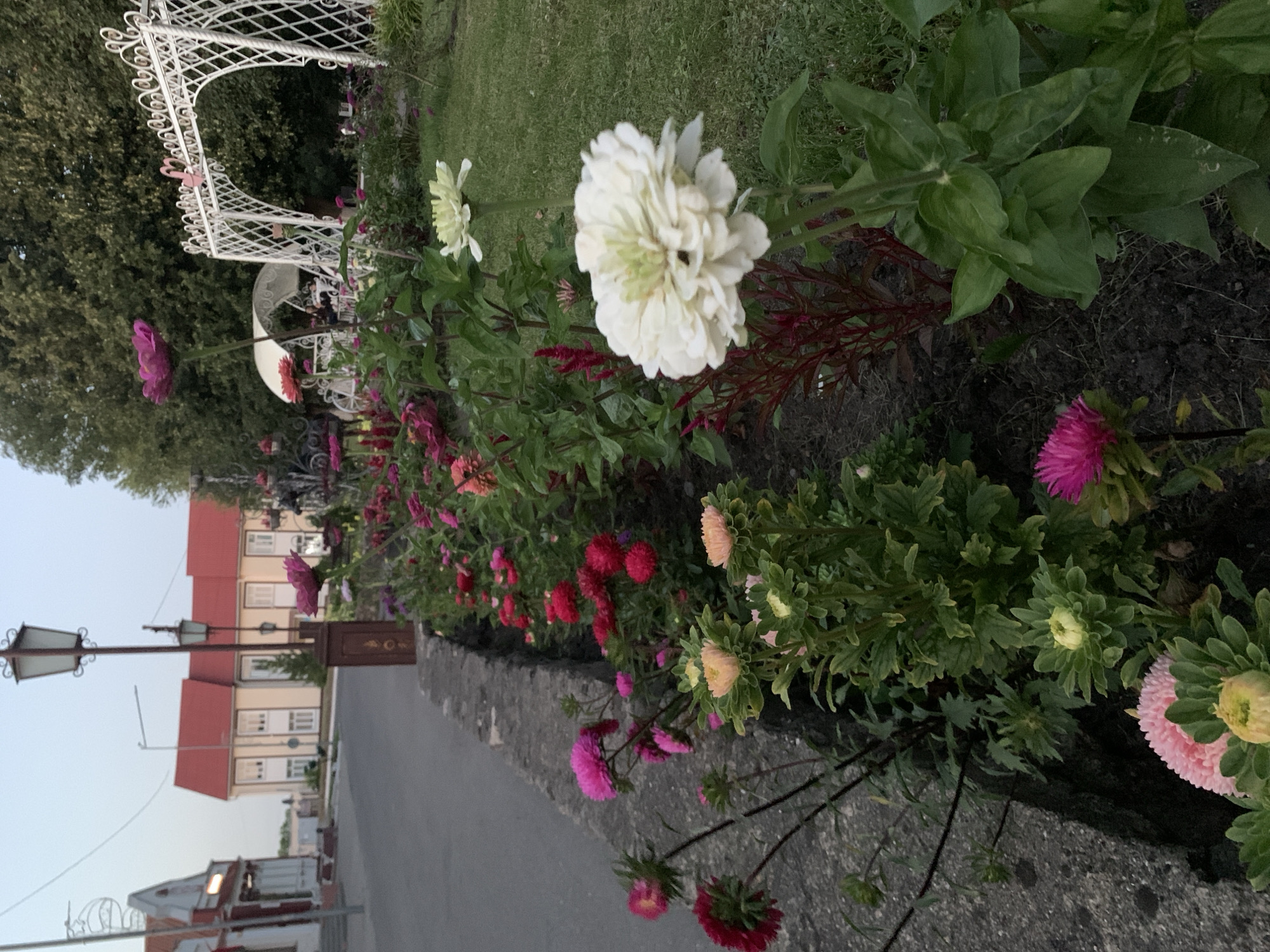 The image depicts a street-side flower bed in Kapyĺ, Belarus, featuring a variety of colorful flowers, primarily zinnias, in shades of pink, red, white, and yellow. The flowers are arranged along a concrete border, with a paved road on the left and a grassy area on the right. In the background, there are buildings with red roofs, street lamps, and trees. A white ornate archway is visible on the right side of the image, and a white gazebo with seating is situated behind it. The scene appears to be set in the late afternoon or early evening, with soft natural light.