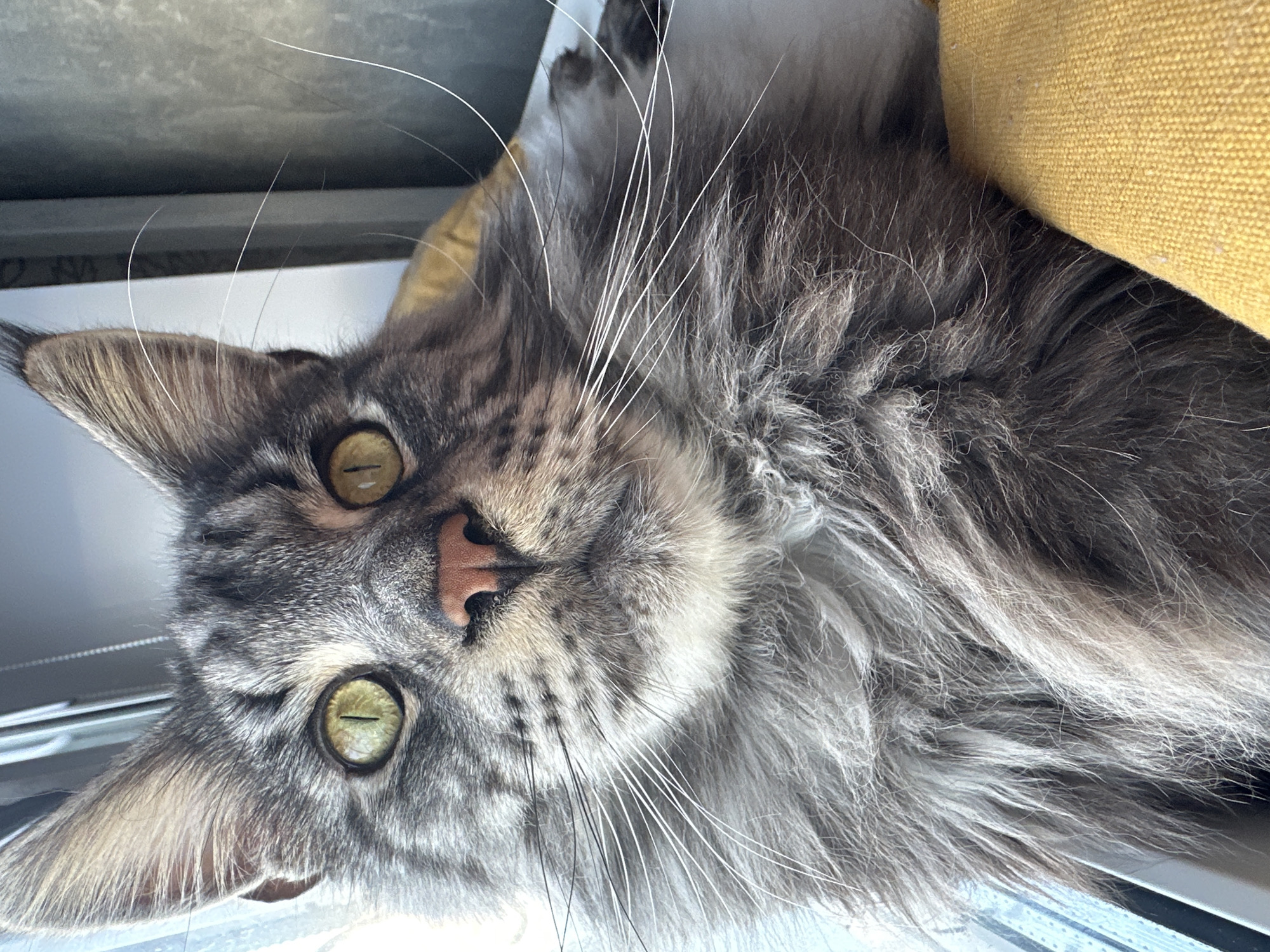 The image presents a close-up, frontal view of a domestic feline, specifically a long-haired cat exhibiting characteristics consistent with a Maine Coon breed. The animal is situated indoors within the city of Chaikovsky, Russia. Its large, round eyes display distinct yellow-green irises with vertically oriented pupils, focused directly forward. The cat's fur is a dense, shaggy grey tabby pattern, featuring lighter grey and white tones on its lower muzzle and chest. A pink, triangular nose is centrally positioned on its face, from which numerous long, white vibrissae extend laterally. Large, pointed ears with visible tufts are present. Strong illumination from the left suggests a nearby window, with a white window frame or sill partially visible. A textured, mustard-yellow fabric object is located to the right and beneath the cat, appearing to provide support. The background is out of focus, indicating an indoor setting.