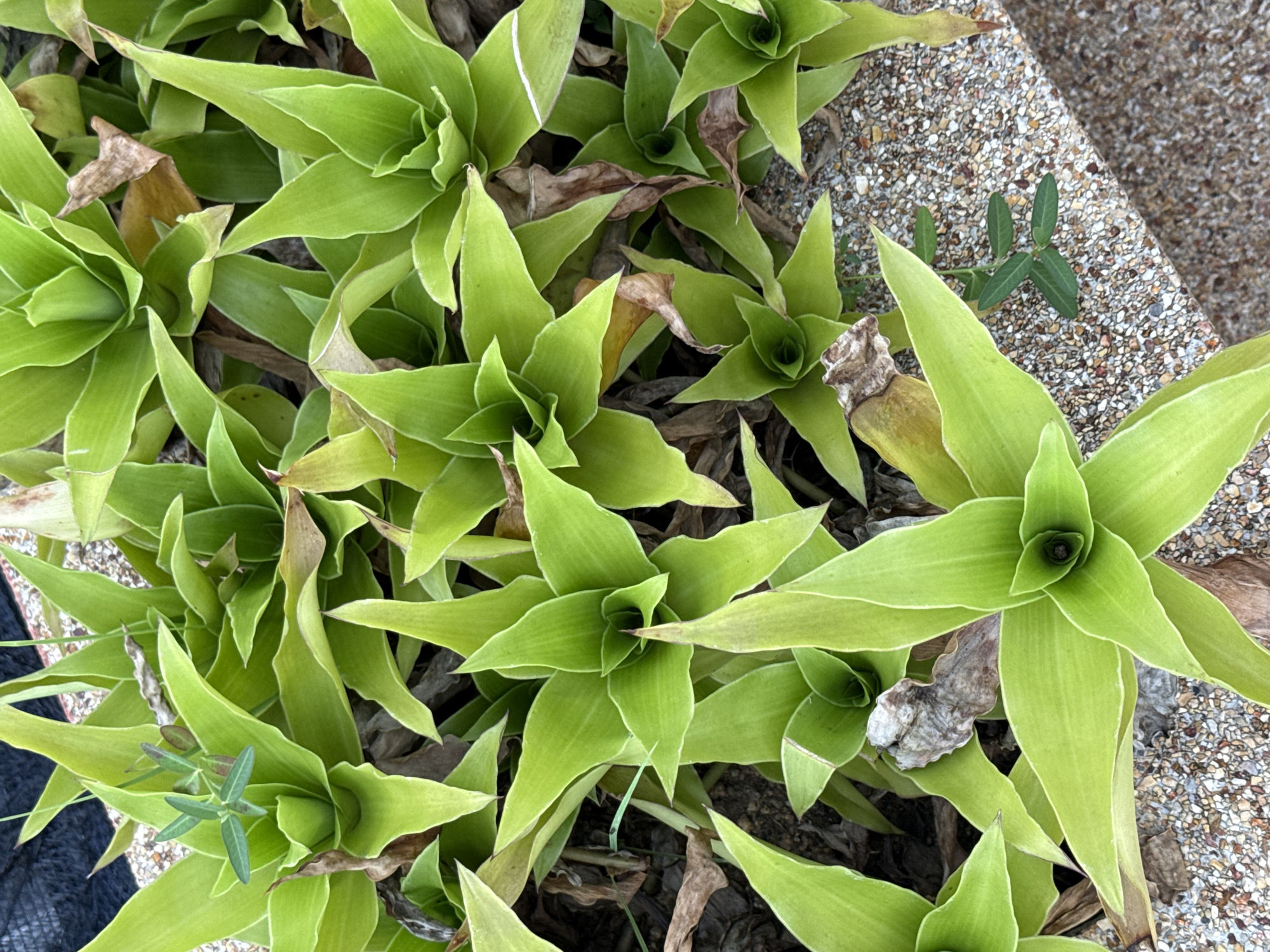 A high-angle, medium shot captures a dense cluster of bright green, succulent-like plants in what appears to be a garden or planter box. The plants have a spiral, rosette formation with pointed, waxy leaves. Some of the leaves show signs of browning or desiccation, particularly towards the edges and bases. The ground cover beneath and around the plants consists of dry brown leaves, soil, and small gravel. The bottom right corner of the image reveals a textured, light brown and grey concrete edging or border, also embedded with small stones. The scene is well-lit, suggesting an outdoor environment. The location is identified as Ko Samui District, Thailand. There are no people or active interactions visible in the image.