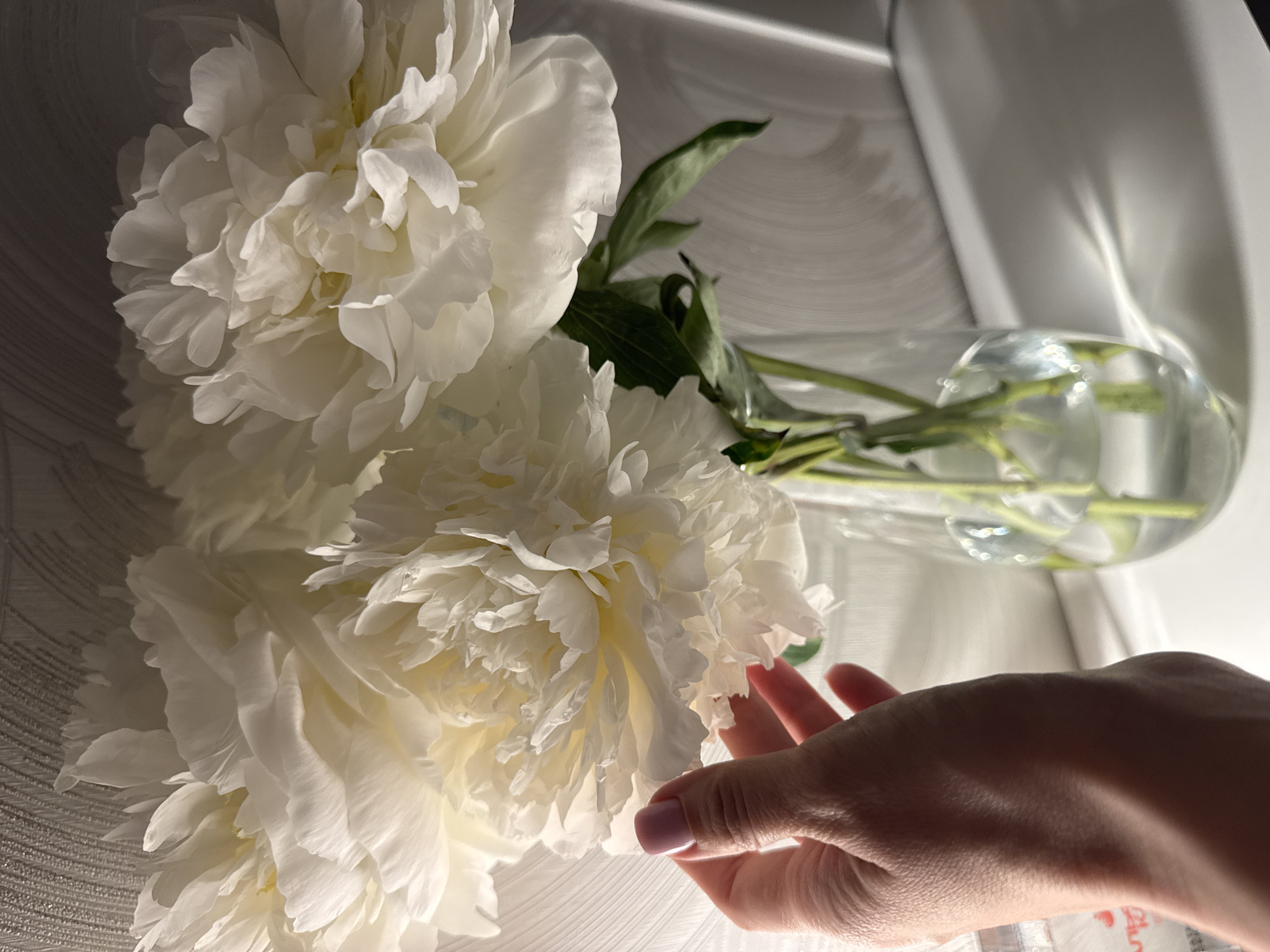 The image depicts a close-up of two large, white peony flowers, one partially obscured by the other. They are in a clear glass vase with green stems and leaves visible. A human hand with pale skin and manicured nails is touching one of the flowers. The background consists of a textured surface and a light-colored wall, with a subtle shadow indicating a light source from the upper right. There's no information in the image that confirms the location to be Sochi, Russia.