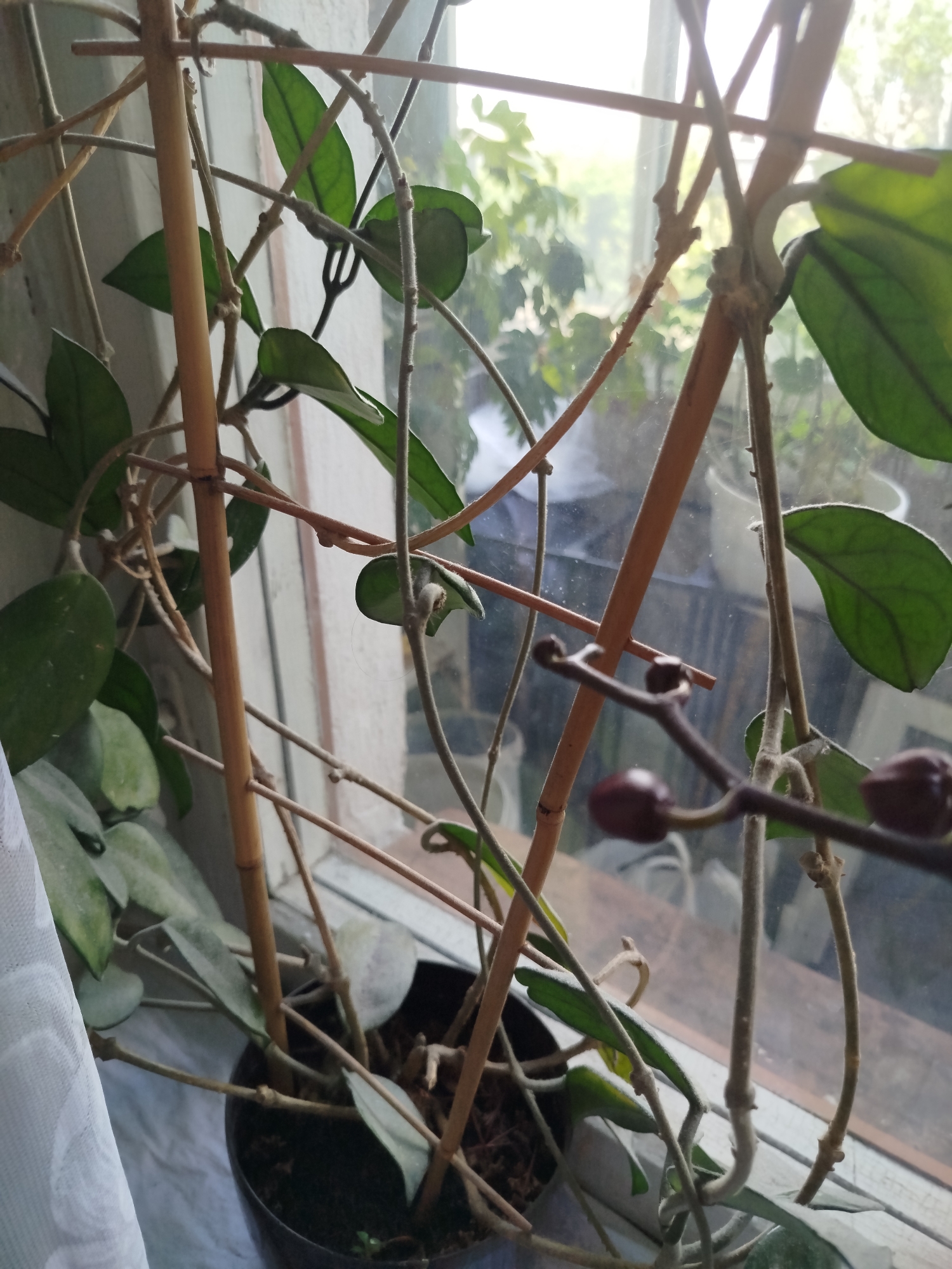 This is a close-up, eye-level shot of a potted plant with waxy leaves and thin vines, supported by a bamboo trellis. The plant is situated on a windowsill, with a white curtain partially visible on the left. Outside the window, blurred greenery suggests an outdoor environment. The plant appears to be a Hoya, possibly Hoya carnosa, given its characteristics. There are several small, reddish buds on a delicate stem in the foreground, suggesting potential future blooms. The lighting is diffused, indicating it might be daytime, perhaps morning or late afternoon. The overall scene conveys a sense of domestic tranquility and plant care. The image does not provide any specific location details within the city of Romny, Ukraine, as it is a close-up interior shot of a plant.