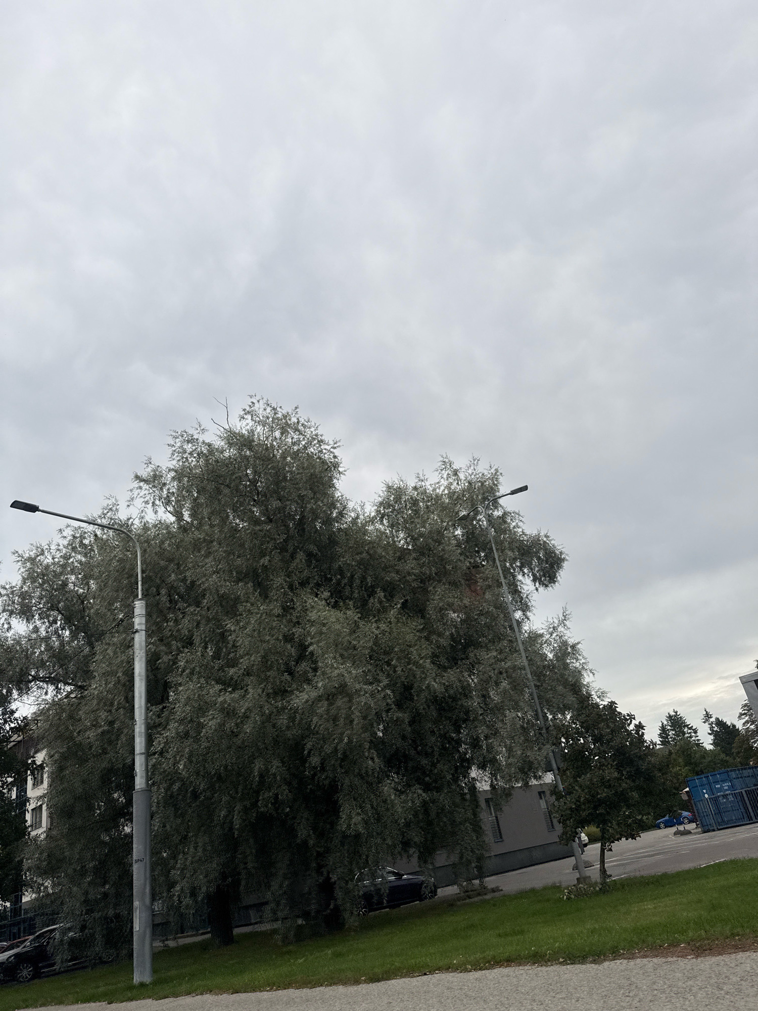 The image shows a cloudy sky over an outdoor scene in Tallinn, Estonia. In the foreground, a grey lamppost stands on the left side of the frame, next to a large, mature tree with silver-green foliage. To the right of the tree, another lamppost is visible. In the background, there is a building with several windows, and beyond that, more trees and a blue shipping container. Cars are parked in front of the building and on a road. The ground is covered with green grass and a paved area. The overall impression is of an urban or suburban setting on an overcast day.