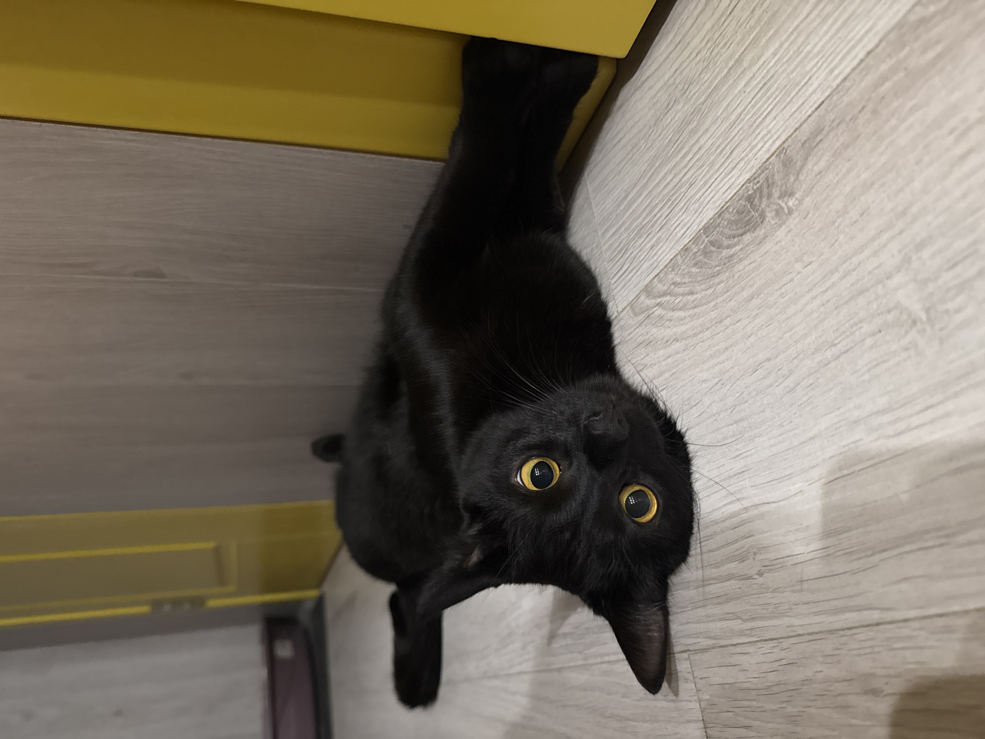 A black cat with bright yellow eyes is lying on its back on a light-colored, wood-grain floor. The cat is positioned diagonally in the frame, with its head tilted to the left and its body stretched out towards the right. One of its paws is tucked into a narrow gap between a light-colored wall and a bright yellow vertical structure, possibly a door frame or a cabinet. The background consists of a light gray wall and the aforementioned yellow structure. The lighting is dim, with a subtle overhead light source creating soft shadows. The cat appears relaxed, with its mouth slightly open and its whiskers spread. The scene is indoors and appears to be domestic.