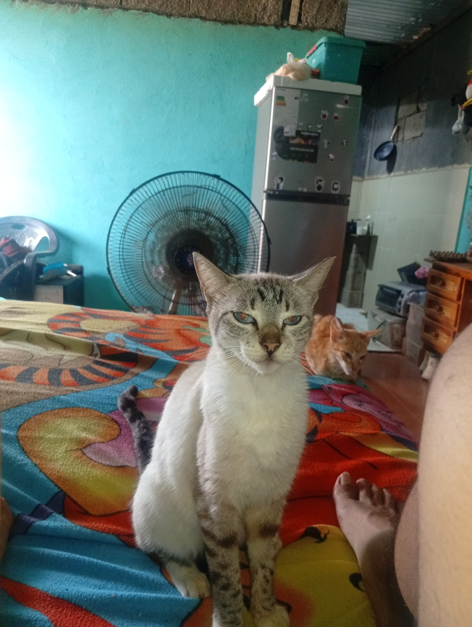 This image depicts a domestic interior in Altagracia, Venezuela. In the foreground, a domestic cat with a light grey and tabby patterned head, ears, and lower legs, and a white chest and belly, sits upright on a colorful patterned blanket. Its eyes appear to have a reddish-amber hue. To the lower right, a bare human foot and a portion of a bare leg are visible, indicating the presence of an individual lying or sitting on the same surface. In the mid-ground, slightly behind the primary cat, a second, smaller orange tabby cat is lying down on the blanket, facing towards the right with its head slightly lowered.
The background reveals a room with a light teal-colored painted wall. Against this wall, to the left of the center, a dark-colored standing fan with a circular protective cage is visible. Further right, a silver-colored refrigerator, likely a Daewoo brand based on faint markings, is positioned. A teal plastic storage bin and a light-colored bag are resting on top of the refrigerator. Beyond the refrigerator, the wall transitions to exposed concrete blocks, and a dark frying pan hangs on the wall. A section of the ceiling appears to be made of corrugated metal. The blanket itself features a vibrant pattern of yellow, orange, blue, and pink shapes, including heart-like designs.