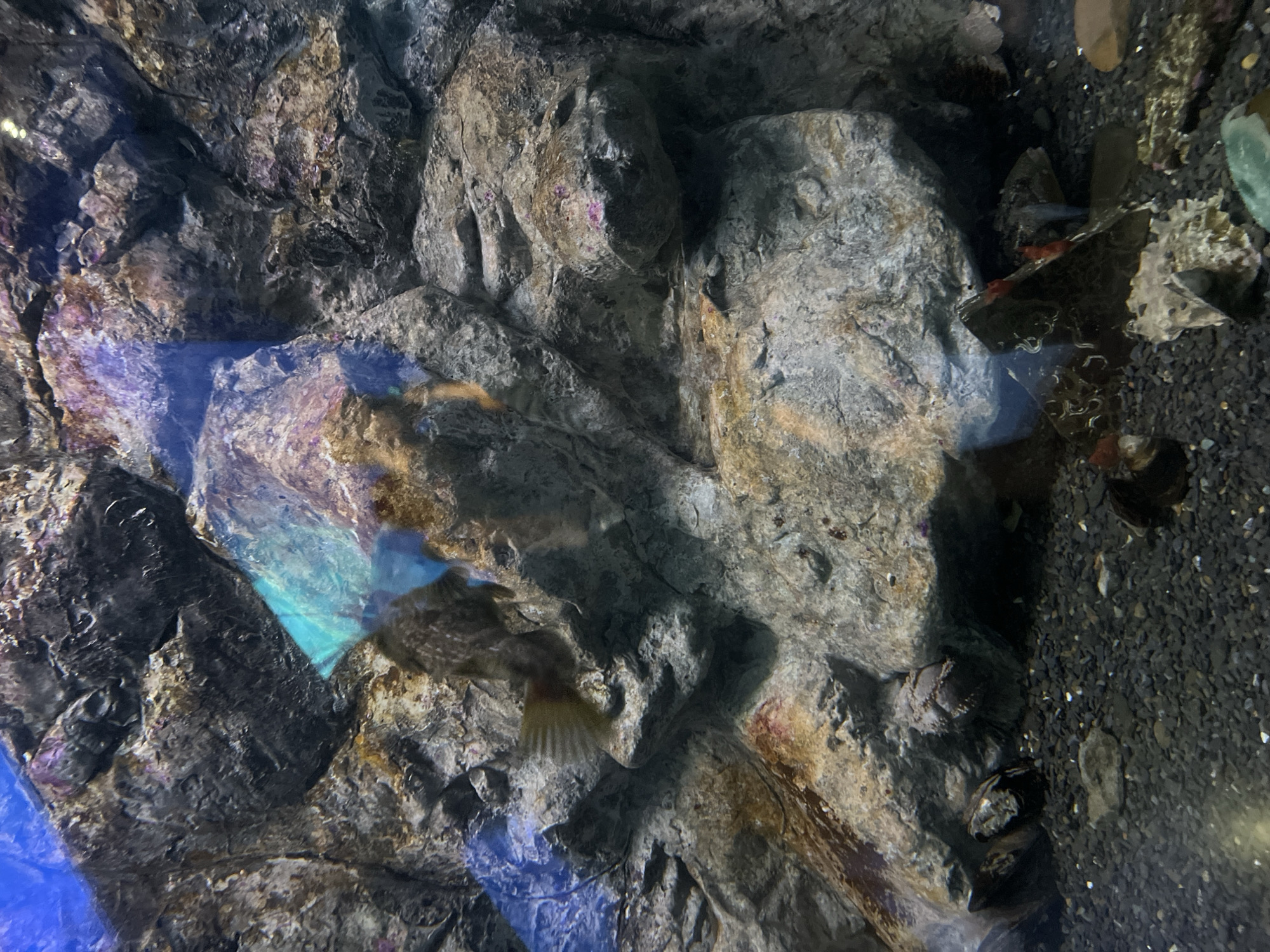 A medium shot captures an underwater scene in an aquarium, likely within the Primorsky Aquarium in Vladivostok, Russia. The dominant element is a textured rock formation that occupies most of the frame, creating an environment reminiscent of a coral reef or rocky seabed. Various shades of gray and brown characterize the rocks, with hints of pink and purple possibly indicating coral or algae.
In the mid-left portion of the image, a fish with mottled brown and gray coloration is visible, its tail fanned out. Its body is partially obscured by the rocks. The water is clear, allowing for visibility of the submerged environment.
The seabed below the rocks is covered in small, dark pebbles. Scattered amongst the pebbles are a few larger rocks, some appearing as broken pieces. In the lower right, a piece of green, translucent material is visible, possibly glass or plastic from the aquarium tank. A few small, dark objects, possibly shells or debris, are also present on the seabed.
The lighting suggests an artificial environment, with areas illuminated by a blue and teal light source, casting a glow on the rocks and water. The overall impression is a tranquil, albeit enclosed, underwater habitat.