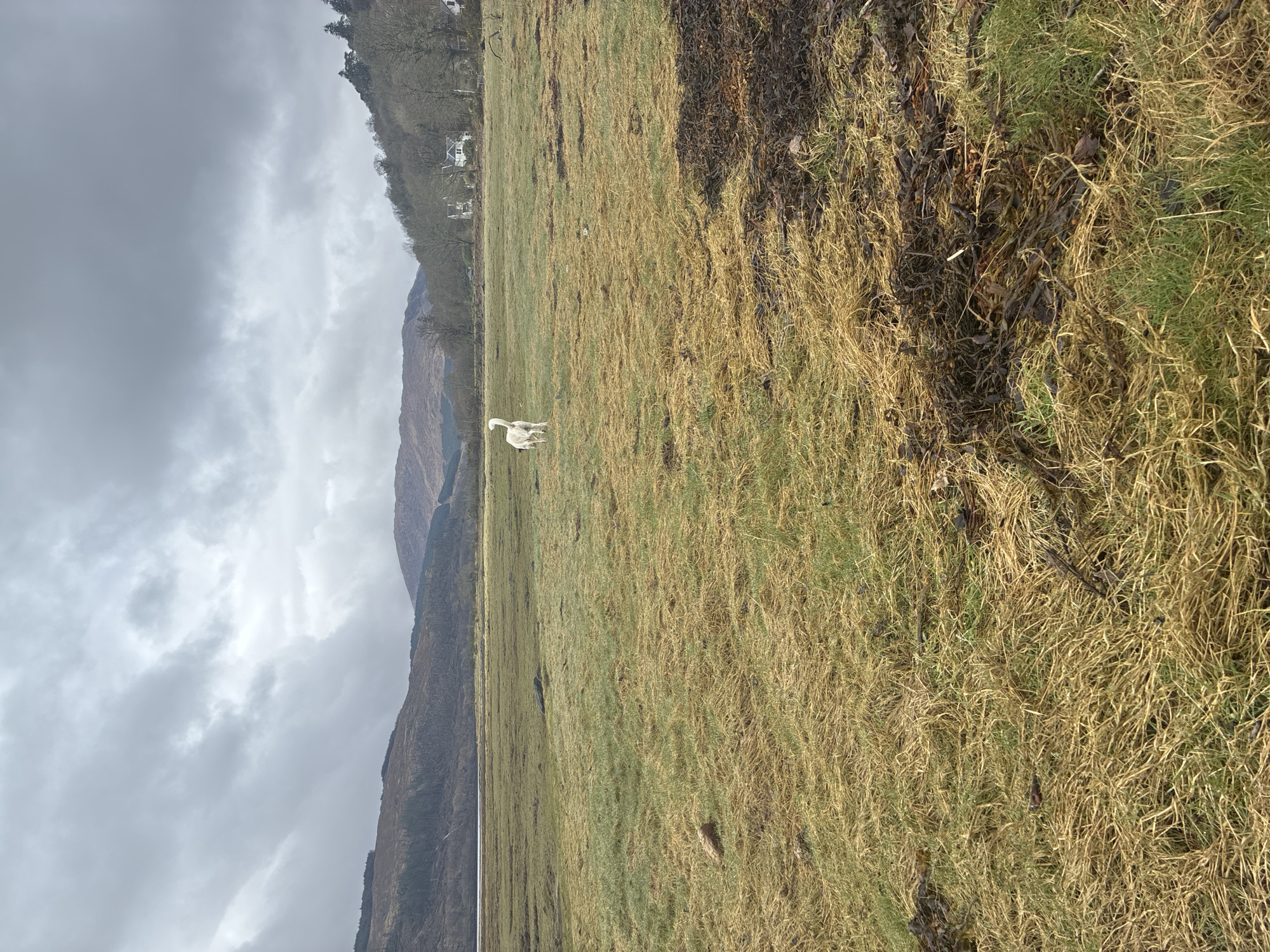 The image depicts a field in Strontian, United Kingdom, with mountains and a cloudy sky in the background. A white animal, possibly a sheep or goat, stands in the middle of the field. The foreground shows tall grass and some patches of bare ground. A small body of water is between the field and mountains.