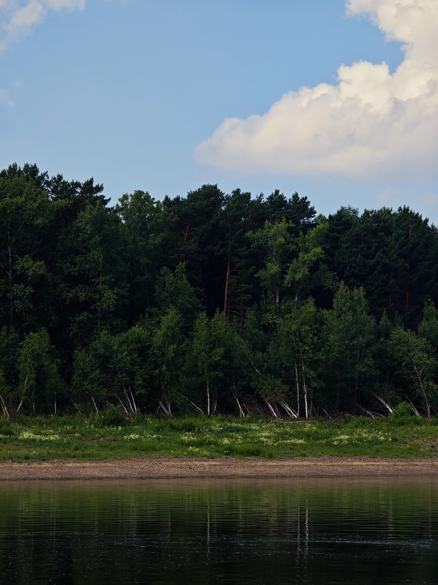 The image depicts a serene natural scene along the bank of a body of water, likely a river, in the vicinity of the city of Pogodaevo, Russia. A dense, verdant forest with a variety of trees, including pines and birches with their distinctive white bark, forms the backdrop. The trees are lush and full, indicating a summer or late spring setting. In front of the forest, a strip of green grass, dotted with small white flowers, transitions to a pebbly shoreline. The water in the foreground is dark and reflective, mirroring the trees and the sky above. The sky is a clear blue with a few large, puffy white clouds scattered across it. The overall impression is one of peaceful, unspoiled nature.