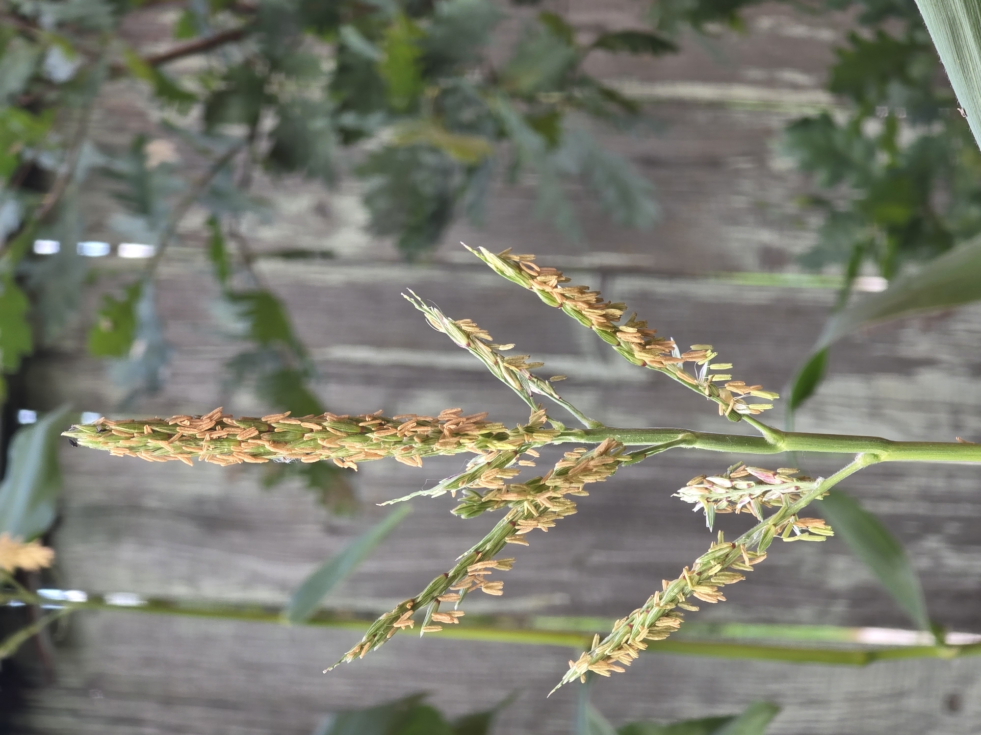 This is a close-up, vertical, eye-level, outdoor photograph of a corn tassel on a plant. The tassel is green and yellow with numerous dangling, orange-yellow pollen sacs. The background is blurred, with a weathered wooden fence to the left and out-of-focus green foliage to the right. There are no people or animals visible. The lighting appears to be natural daylight. The image was captured in the city of Речицы, Russia.