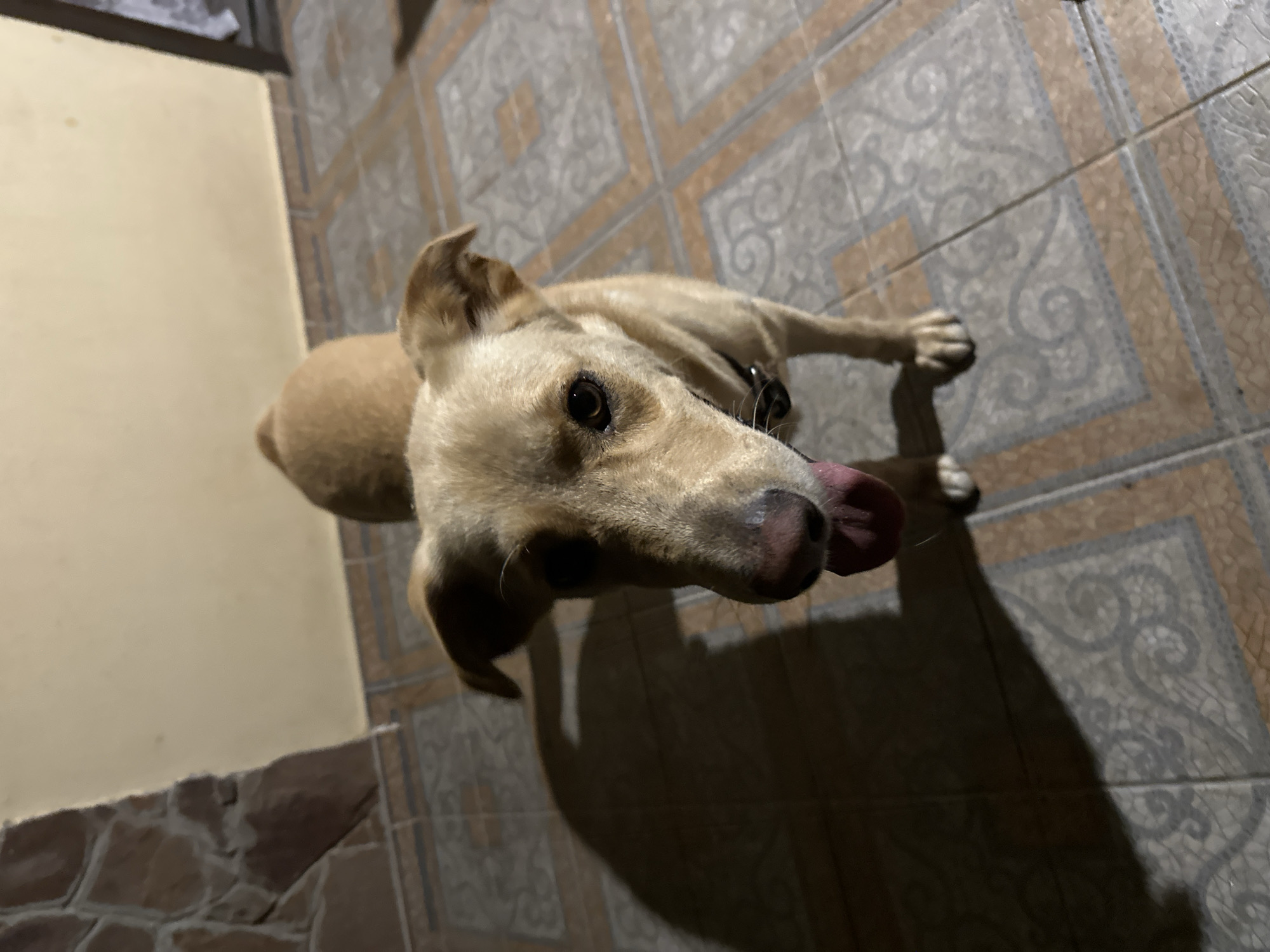 A medium-sized, light brown dog with floppy ears stands on a tiled floor, looking directly at the camera with its tongue slightly out. The dog's head and upper body are in focus, with its shadow cast to its left. Behind the dog, a wall is visible, with a section constructed of rough, brown stones. The floor is tiled with a pattern of light brown and grey squares, some with decorative swirling designs. The scene appears to be outdoors on a patio or walkway. The image quality is somewhat grainy, possibly due to low lighting conditions. No specific landmarks or features indicate the city of Sochi, Russia.