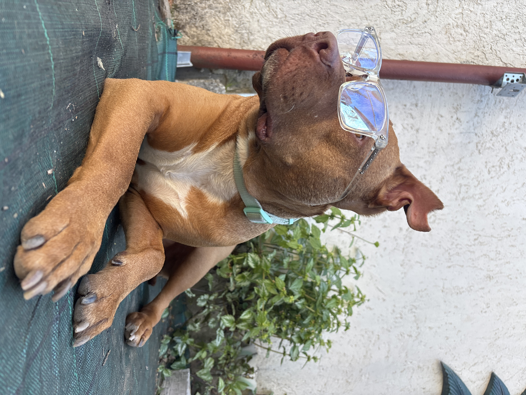A brown pitbull-type dog is lying down on a dark green surface outdoors, possibly a mat or tarp. The dog is wearing light-framed glasses with reflective lenses. The dog is wearing a light blue collar. A wall, painted white, with a metal pipe is visible in the background. A bush with green leaves is also visible. The location in the city of Lom, Bulgaria is not discernable from the image.