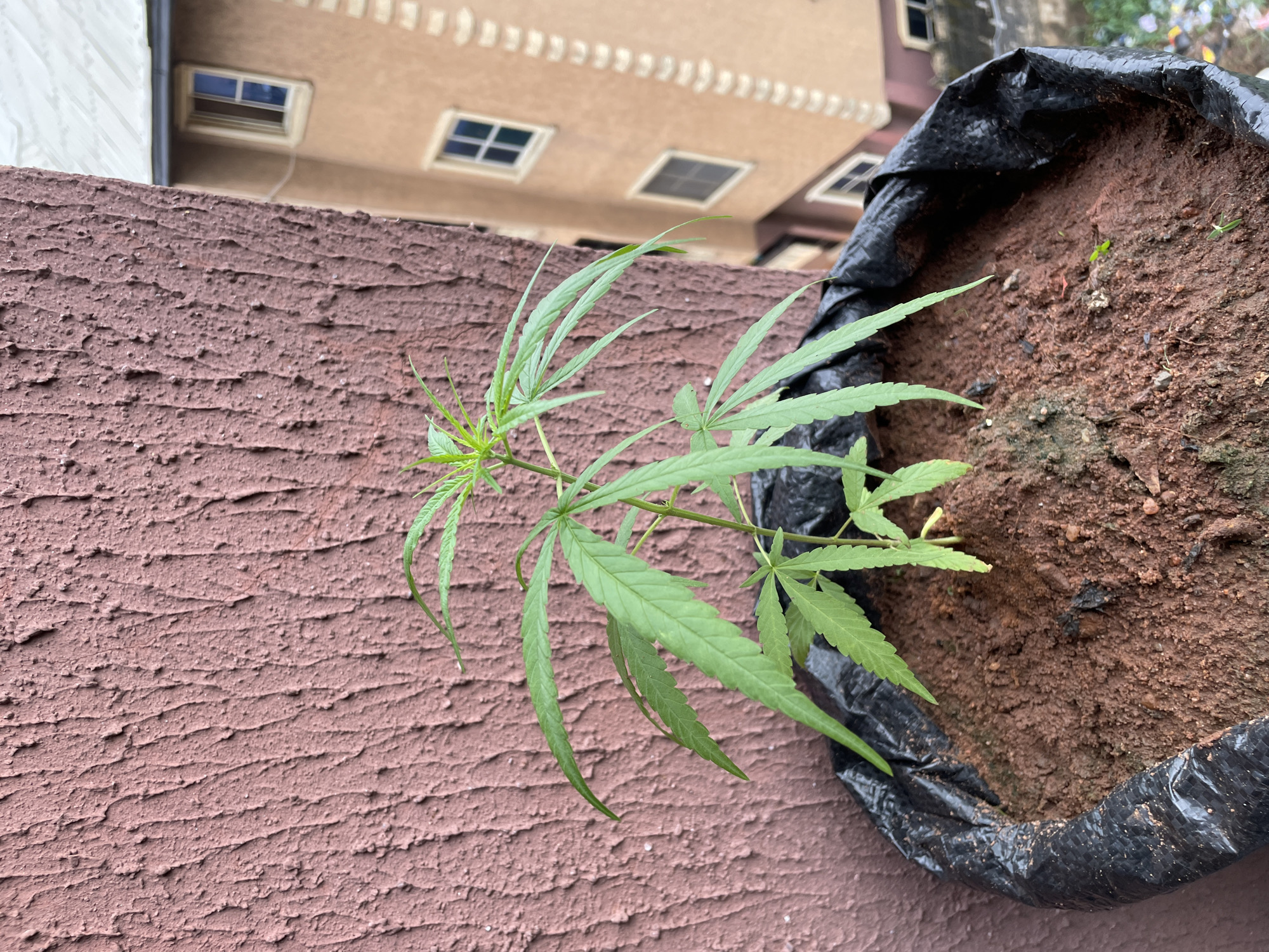 A cannabis plant grows in a black plastic bag filled with soil. The bag sits on a textured, maroon wall, likely a rooftop or balcony in Onitsha, Nigeria. In the background, a multi-story building with square windows is visible. The scene appears to be outdoors, with natural lighting present.