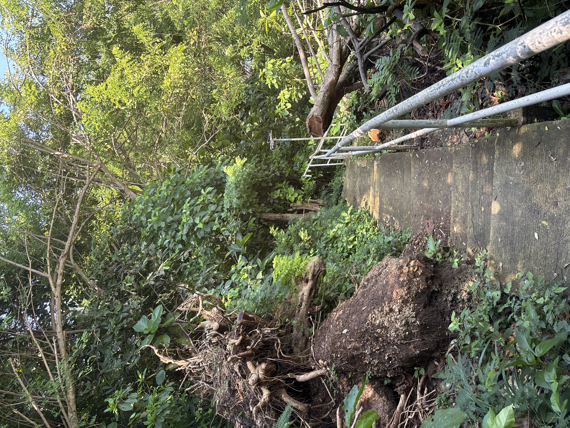 The image displays a concrete staircase descending through a dense, lush green environment in Ungasan, Indonesia. The weathered concrete steps are bordered on the right by a gray metal handrail, which exhibits discoloration and surface wear. To the left of the staircase, a large, intricate mass of exposed tree roots and a thick, irregular tree trunk are prominent, indicating an uprooted or fallen tree. Various ferns and tropical plants populate the immediate ground and slopes on both sides of the path. On the right side, further down the descent, a substantial tree trunk with a clean, light brown cross-section from a recent cut lies horizontally across the undergrowth. Above this trunk, a slender metal pole topped with a white, multi-pronged object, possibly a sensor or antenna, stands vertically within the foliage. The upper portion of the scene is dominated by a dense canopy of bright green trees, with sunlight filtering through, suggesting a clear daytime setting. No individuals or active human interventions are present in the frame, though the stairs, handrail, and cut tree trunk show evidence of human activity.