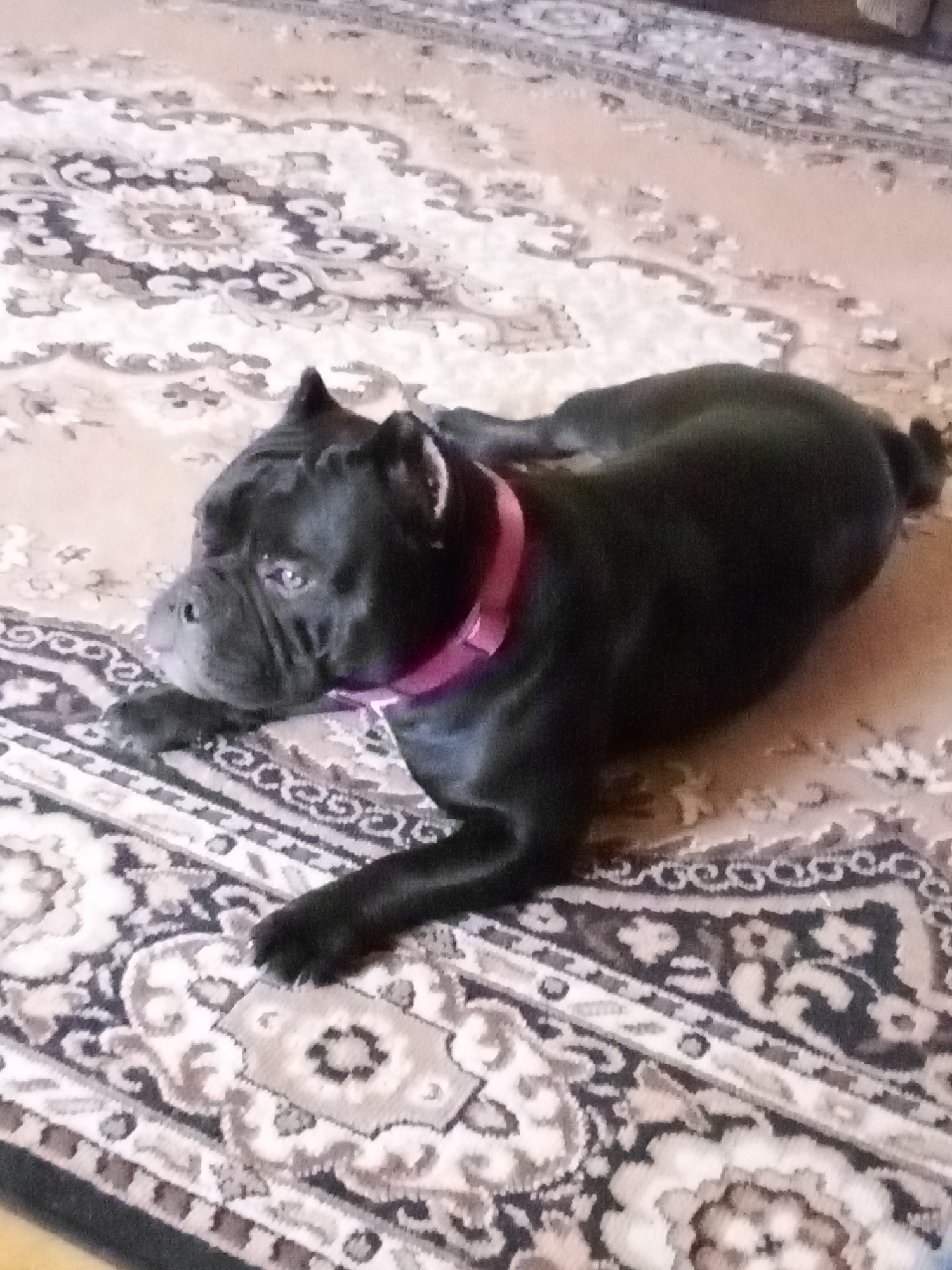 A black dog with a pink collar lies on a patterned rug. The rug has a beige background with intricate floral and geometric designs in shades of brown, cream, and black. The dog's head is turned to its left, and its body is stretched out. The image is taken indoors, likely in a home, as indicated by the presence of the rug and the lighting. The location of Chemerivtsi, Ukraine is not depicted or inferable from the image.