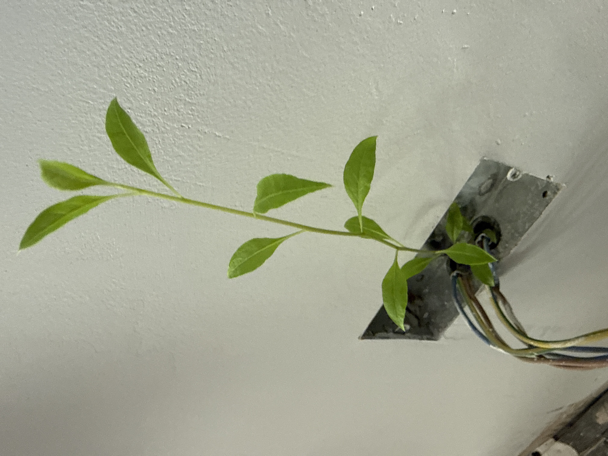 A young green plant with multiple leaves grows out of a metallic electrical box embedded in a textured white wall. The electrical box is partially visible, with several colored wires protruding from it. The plant stem is slender and the leaves are oval-shaped. The background is a plain, textured white wall. The lighting suggests an indoor environment.