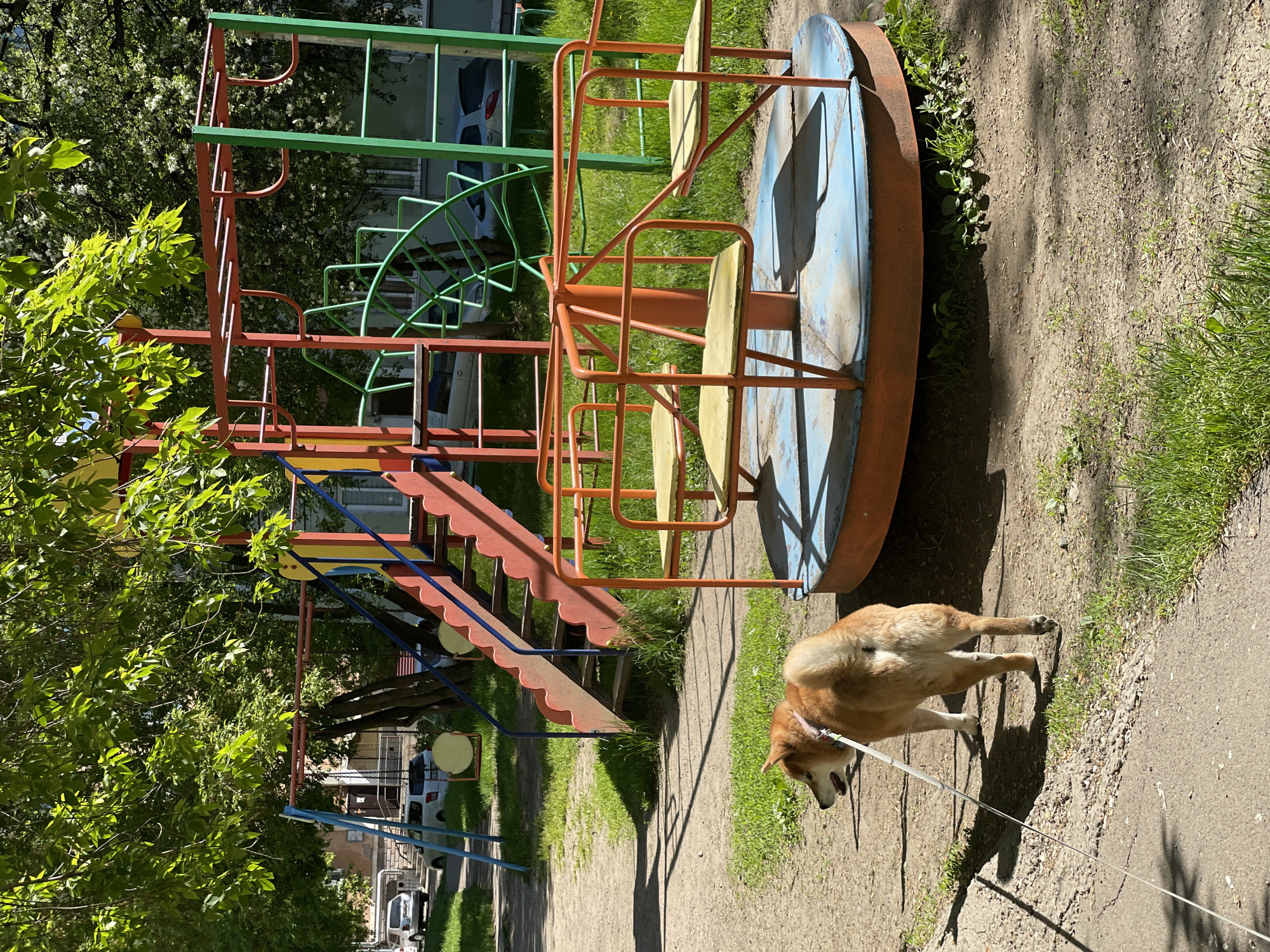 An outdoor scene captured on a bright, sunny day in Zheleznogorsk, Russia, features a light brown dog on a leash walking through a playground. The medium-sized dog, with tan fur and its mouth slightly open, is positioned in the lower right and mid-right of the frame, facing rightward, with a white leash extending out of view. Strong shadows cast by the dog and surrounding objects indicate clear skies and possibly midday or early afternoon.
To the left of the dog, an assortment of aging, colorful playground equipment is visible. A rusty, blue and orange merry-go-round with yellow seats is prominent in the midground. Behind it, a multi-tiered climbing structure or slide complex, constructed from red, green, yellow, and blue metal and wood, stands tall. Lush green trees, some bearing white blossoms, frame the left side of the image, contributing to the vibrant natural setting.
The ground consists of a well-worn dirt path where the dog is walking, bordered by patches of green grass and areas of packed earth. In the background, beyond the playground structures and dense foliage, parts of residential buildings, likely apartment blocks, and a white car are partially visible. No discernible text is present in the image.