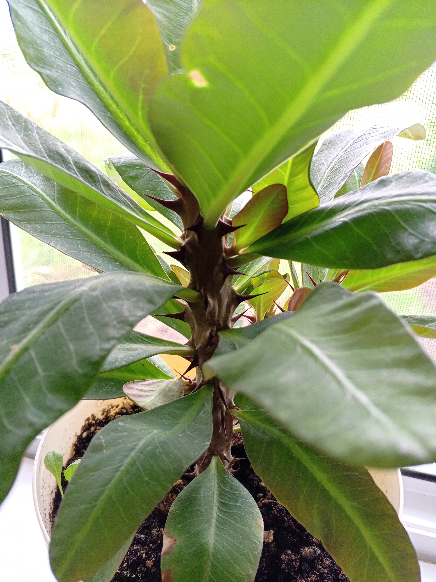 A close-up, low-angle shot shows the spiky stem and broad green leaves of a potted plant. The plant is in focus, with its thorny brown stem and vibrant green leaves taking center stage. Some leaves are broad and ovate, with prominent veins, while others are smaller and tinged with red. Red thorns are visible along the stem. The background is blurred, with hints of a window and possibly an outdoor scene beyond. The pot is light-colored, and dark soil is visible around the base of the plant. A tiny green seedling is also visible in the soil. The lighting suggests it is daytime, possibly near a window, as there is natural light filtering through. The image is taken in an indoor setting, likely a home or greenhouse, with no visible city-specific landmarks.