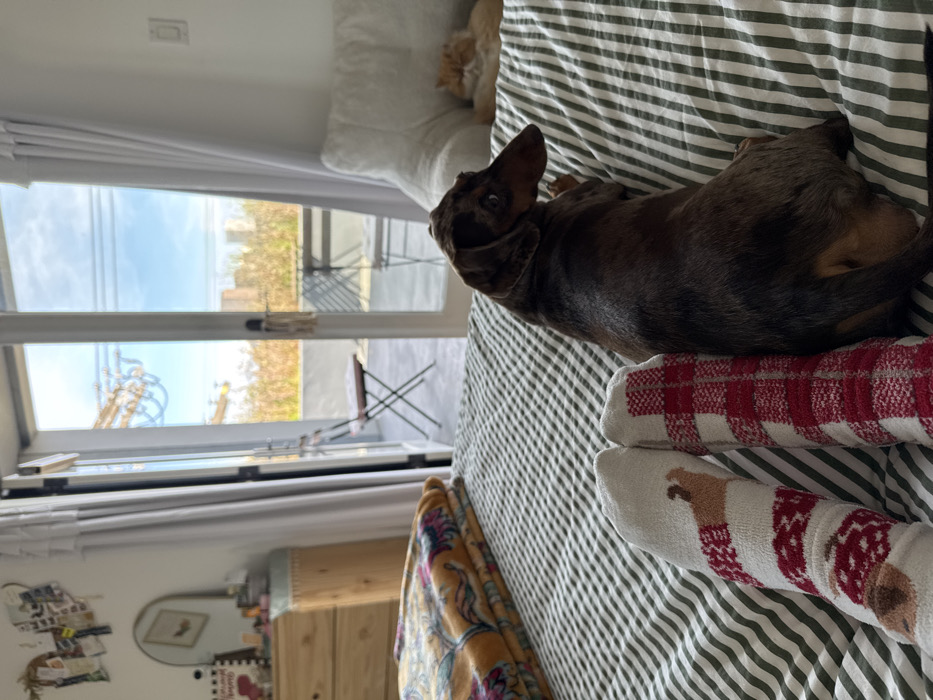 A dachshund lies on a striped green and white bed. The dog is brown with tan markings, and it is looking at the camera. At the bottom of the picture, the lower portion of a person is visible, wearing red and white socks. A window is open, revealing a patio with a table and chairs. A dresser is visible in the bottom left corner.