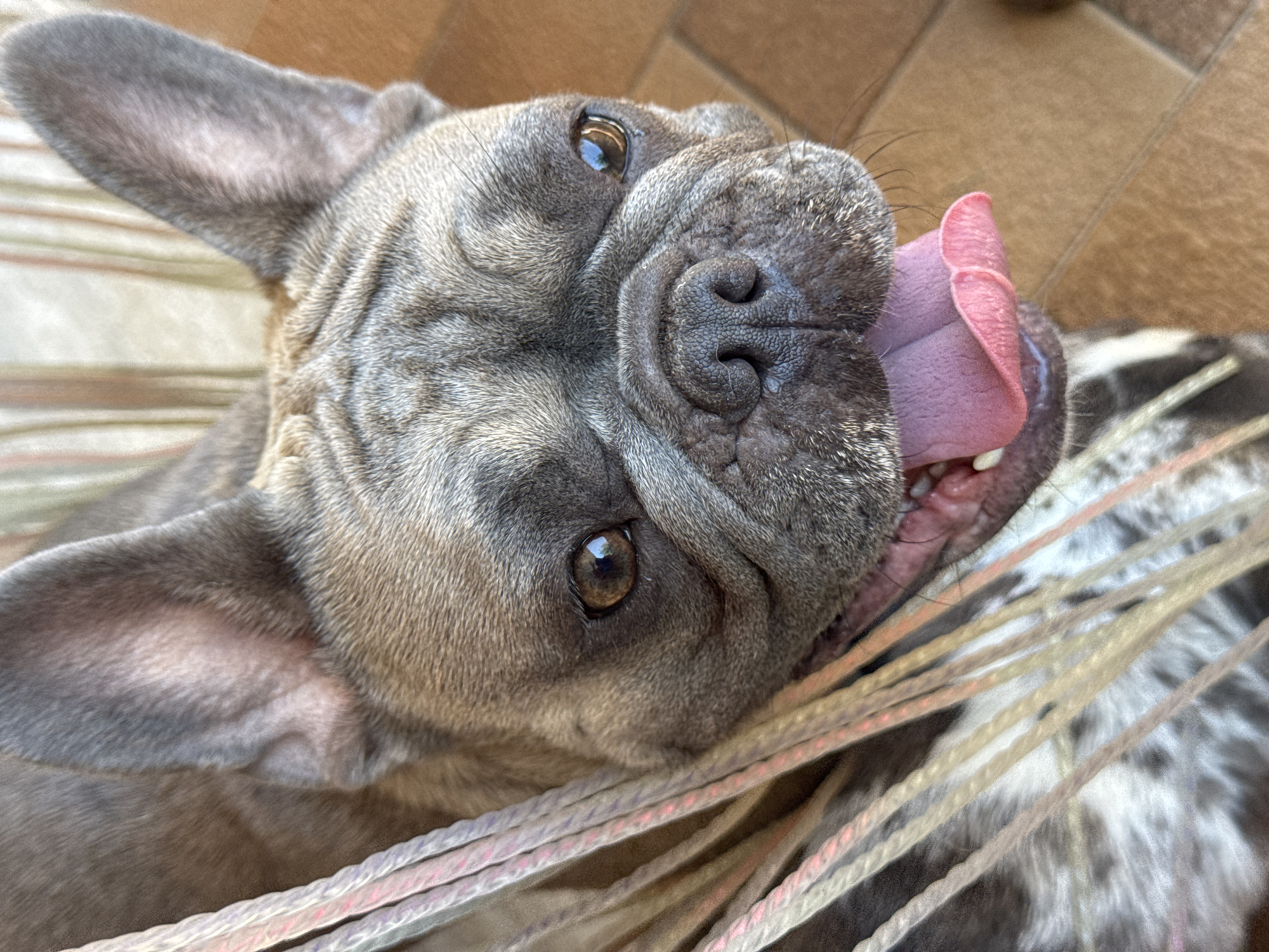 A close-up, high-angle shot shows a fawn-colored French bulldog with a black brindle pattern on its body. The dog is looking directly at the camera with its mouth open, tongue lolling out. Its ears are erect and pointed, and its eyes are a warm brown. Strands of light-colored hair, possibly extensions, are draped over the dog's head and body, obscuring part of its face. The background consists of a tiled floor and a striped curtain or wall. The image was taken in San Benedetto del Tronto, Italy.