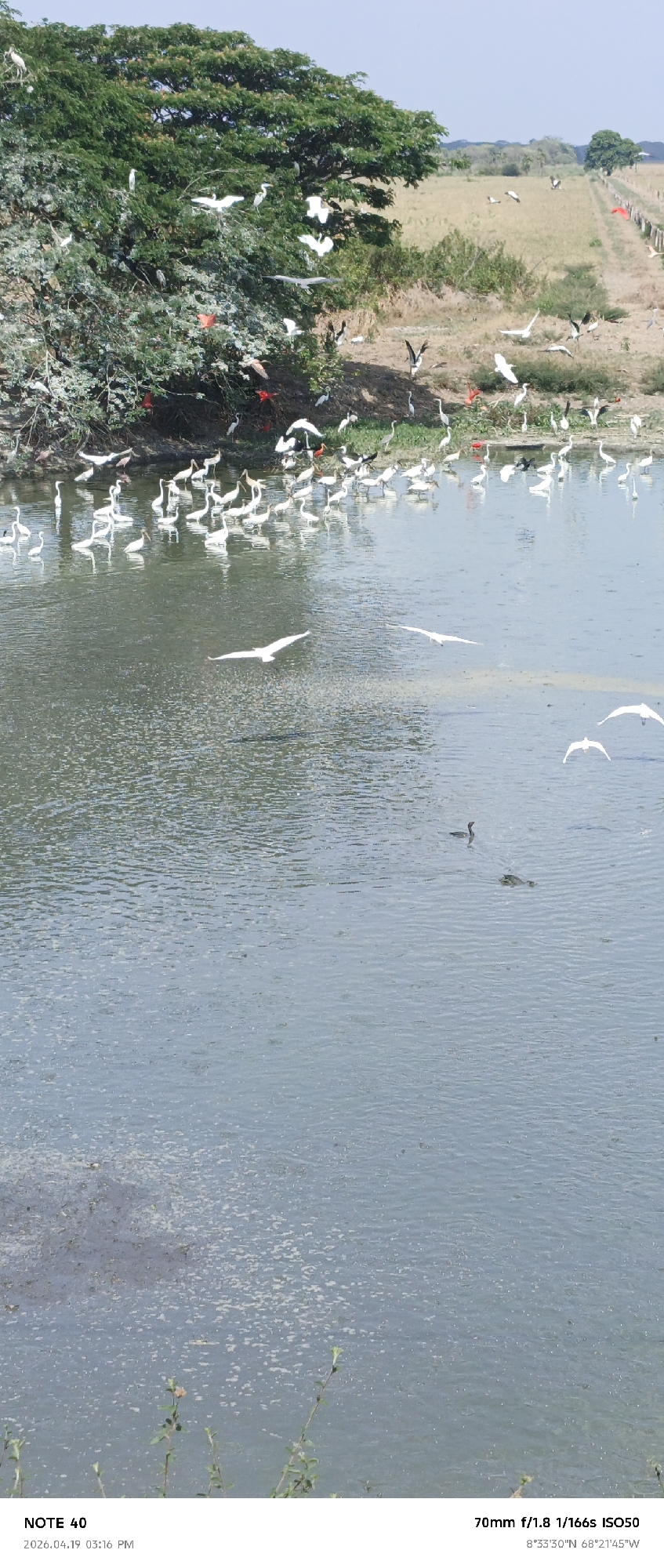 The image depicts a wetland environment in Cano Negro, Venezuela. The scene is dominated by a large body of water, possibly a lake or a wide river, with visible ripples and algal growth on the surface. Numerous birds are present, including white birds (likely herons or egrets) and scarlet ibis, some flying and others wading at the water's edge or perched in the branches of a large tree on the left side of the frame. In the middle of the body of water, a waterbird and a partially submerged animal, perhaps a turtle, are visible. The background shows a grassy field with a dirt road or path running along its edge, marked by fence posts and a few scattered trees. The photograph was taken on April 19, 2026, at 3:16 PM. The geographic coordinates are 8°33'30"N 68°21'45"W.