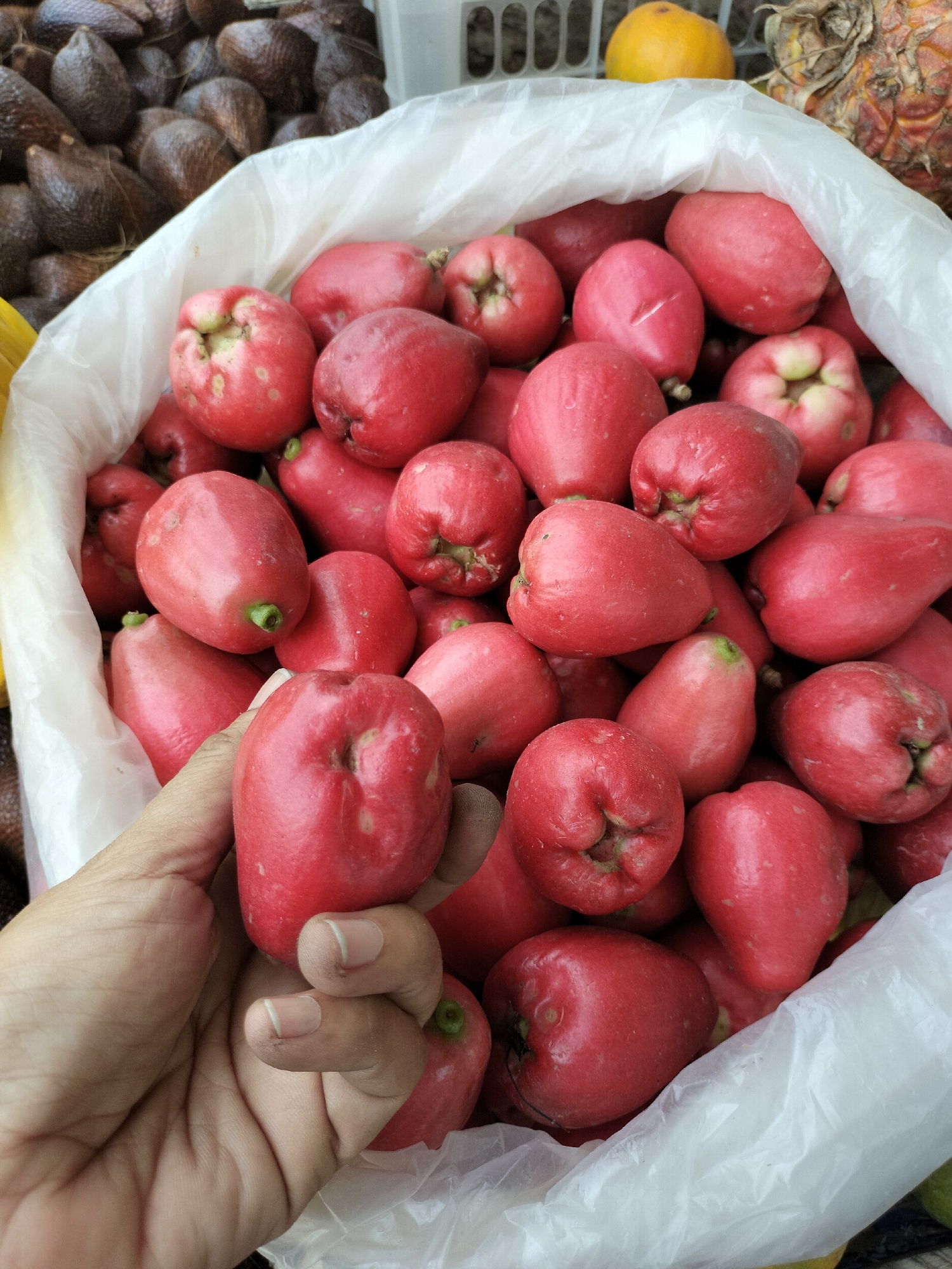 In Kotapantonlabu, Indonesia, a close-up shot captures a hand holding a ripe, red rose apple. The apple, a vibrant red, displays the characteristic bell shape with slight indentations at the top. Behind it, a large white plastic bag overflows with a multitude of similar red rose apples, creating a rich, textured backdrop. In the upper left corner, a blurred assortment of dark, spiky fruits, likely salak, are visible, hinting at a market stall or fruit stand setting. To the right, partially obscured, are the rind of a pineapple and a bright orange fruit, possibly a tangerine or orange, also suggesting a diverse fruit display. The lighting is natural and bright, highlighting the glossy surfaces of the rose apples.