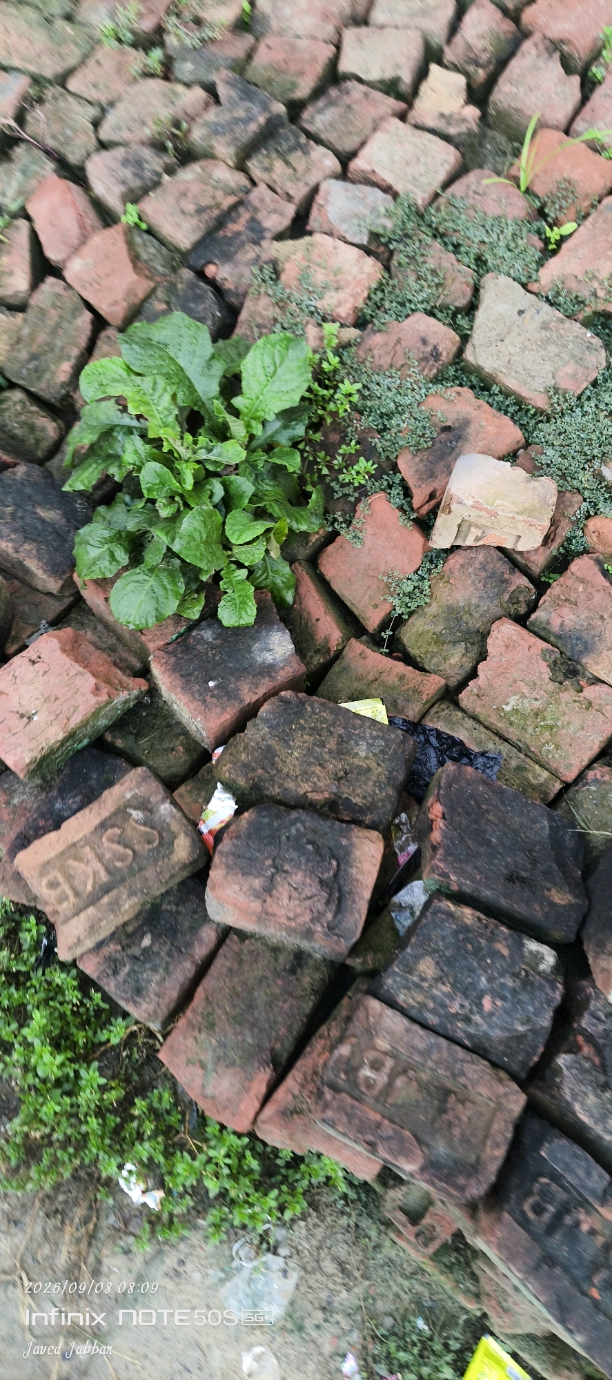 A pile of red bricks is shown, some stacked and some scattered. In the center, a cluster of green leafy plants grows amongst the bricks. Small green weeds are also visible throughout the pile, suggesting an outdoor, possibly neglected, environment. Some bricks appear weathered and have dark, mossy patches. There is a piece of torn paper or packaging visible between two bricks in the upper right portion of the image, and a black plastic bag is lodged between bricks in the center. A portion of a yellow object is visible at the bottom right. The date "2026/09/08 08:09" and text "Infinix NOTE 50S 5G" and "Javed Jabbar" are watermarked on the bottom left of the image, indicating it is a photograph taken with an Infinix mobile device. No people are present in the image. The scene appears to be a ground-level view, possibly a yard or unpaved area in Bahera, India.