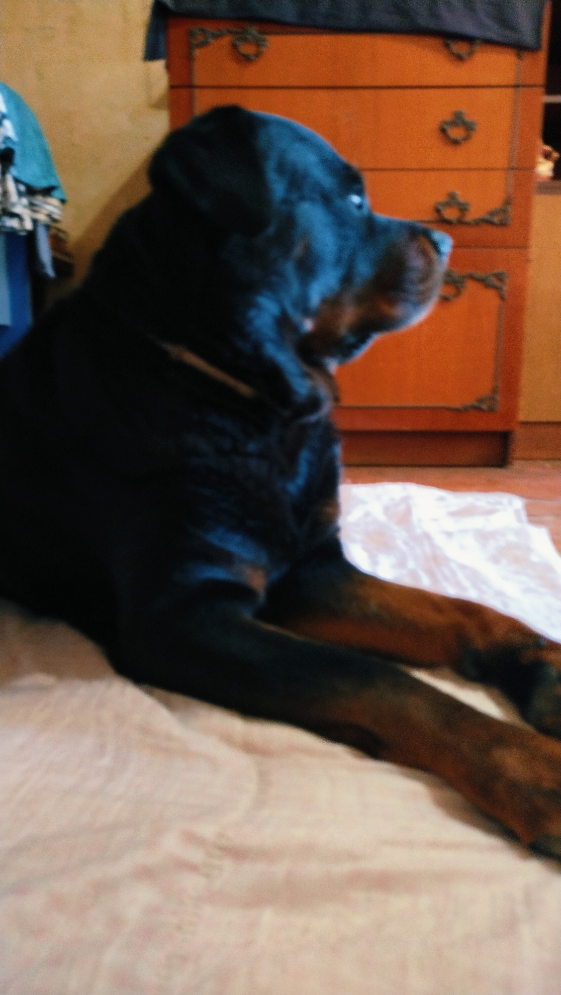 A Rottweiler dog is lying on a pink blanket in front of an orange wooden dresser. The dresser has decorative metal accents on its drawers. To the left of the dresser, a pile of clothing can be seen hanging on a rod. The scene is indoors, and the lighting suggests it might be daytime or well-lit artificial light. There are no people visible in the image. The image appears to be taken in an indoor residential setting.