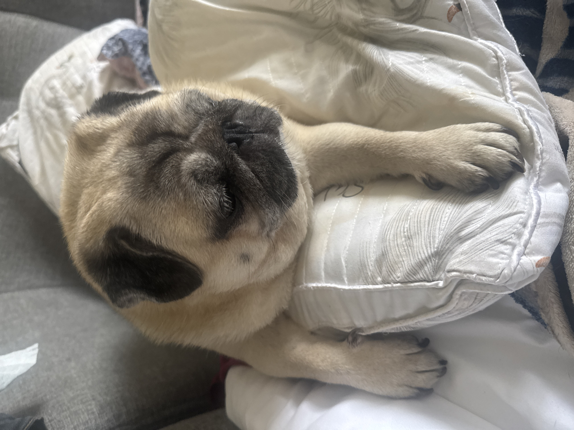 A fawn-colored pug is resting its head on a white cushion. The dog's eyes are closed, and its ears are partially visible. The pug is positioned in the center of the frame, with its body extending to the left. The cushion appears to be on a surface covered with a patterned blanket. In the background, a gray sofa is partially visible on the left. The image is taken indoors, and the lighting suggests it is daytime. There is no visible indication of the location being in Bishkek City, Kyrgyzstan.