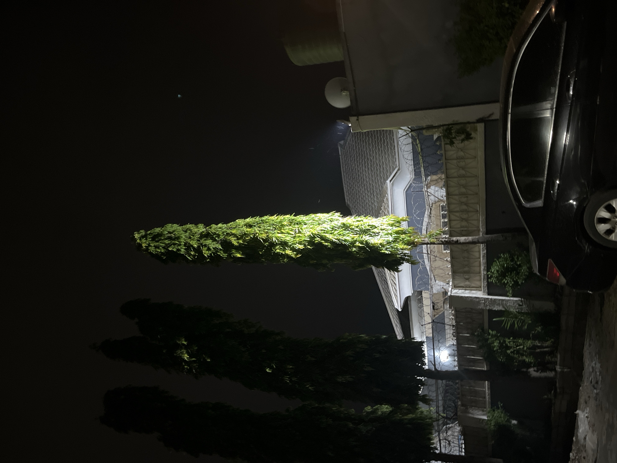 This image, taken at night in Abuja, Nigeria, depicts a residential scene. Three tall, slender trees with dense, green foliage stand prominently in the foreground, with one tree illuminated by artificial light, casting a vibrant glow. Behind the trees, a modern house with a grey, tiled roof is visible. The property is secured by a tall fence topped with barbed wire. A black sedan is parked in front of the house, partially obscuring the lower portion of the fence and the vegetation. The sky is dark, indicating nighttime, with a faint light source visible in the upper right portion of the image, possibly a streetlamp or light from within the property. There are no people visible in the frame.