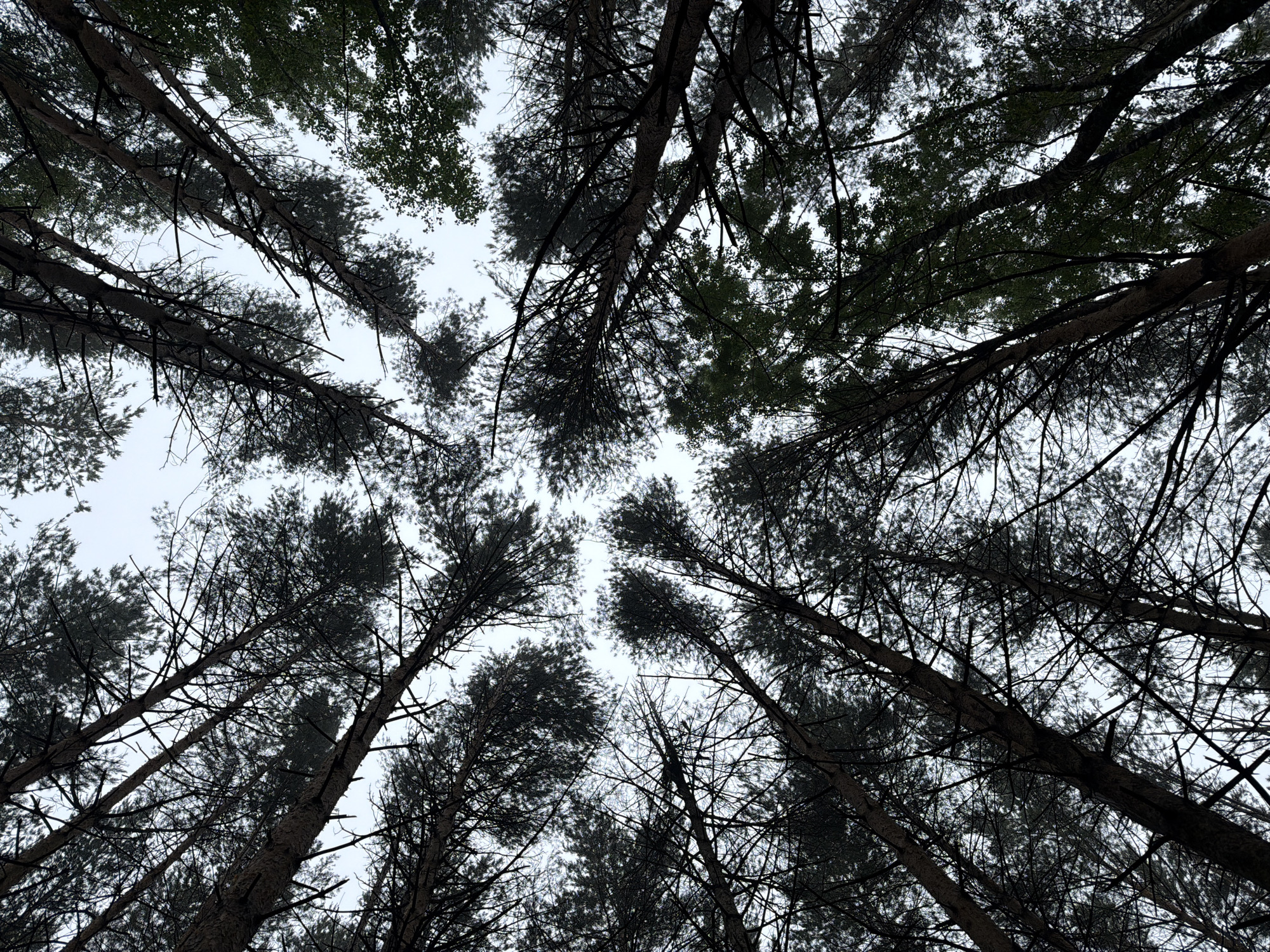 The image presents a striking low-angle view looking directly upwards into the canopy of a dense forest. Tall trees, predominantly appearing to be conifers such as pine due to their slender trunks, intricate branch patterns, and clusters of needle-like foliage, dominate the frame. Their dark, gnarled trunks and branches are silhouetted against a bright, overcast sky.
The network of branches and foliage forms a complex, almost abstract pattern, filling most of the upper space and creating a sense of being deeply immersed within the woods. Patches of dark green foliage are visible, particularly in the upper sections of some trees, suggesting healthy crowns, while many lower branches appear darker and more sparse. The overall effect highlights the organic architecture of the trees as they reach for the sky.
The lighting is soft and diffused, indicating an overcast day, which enhances the strong contrast between the dark tree elements and the uniformly light, greyish-white sky. This absence of direct sunlight contributes to the serene and somewhat dramatic atmosphere. No specific activity is taking place, making it a static scene focused on the natural environment. The setting is identified as Chaikovsky, Russia, aligning with the type of forest depicted. There is no visible text in the image.