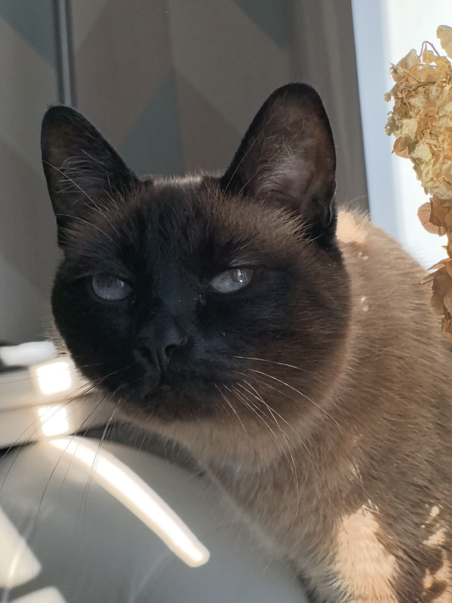 A close-up, eye-level shot captures a Siamese cat with striking blue eyes. The cat's face is predominantly black, with the characteristic Siamese coloring extending to its ears and forehead. Its fur is a mix of tan and brown on its body, which is partially visible. The cat is positioned near a window, indicated by the bright light illuminating its fur and the presence of dried flowers to the right of the frame. The background is out of focus, showing a muted gray wall and what appears to be furniture or objects in the lower left corner, also blurred by the light. The overall impression is one of a domestic setting, with the cat basking in natural light. There is no indication of the location being in Фролы, Russia.
