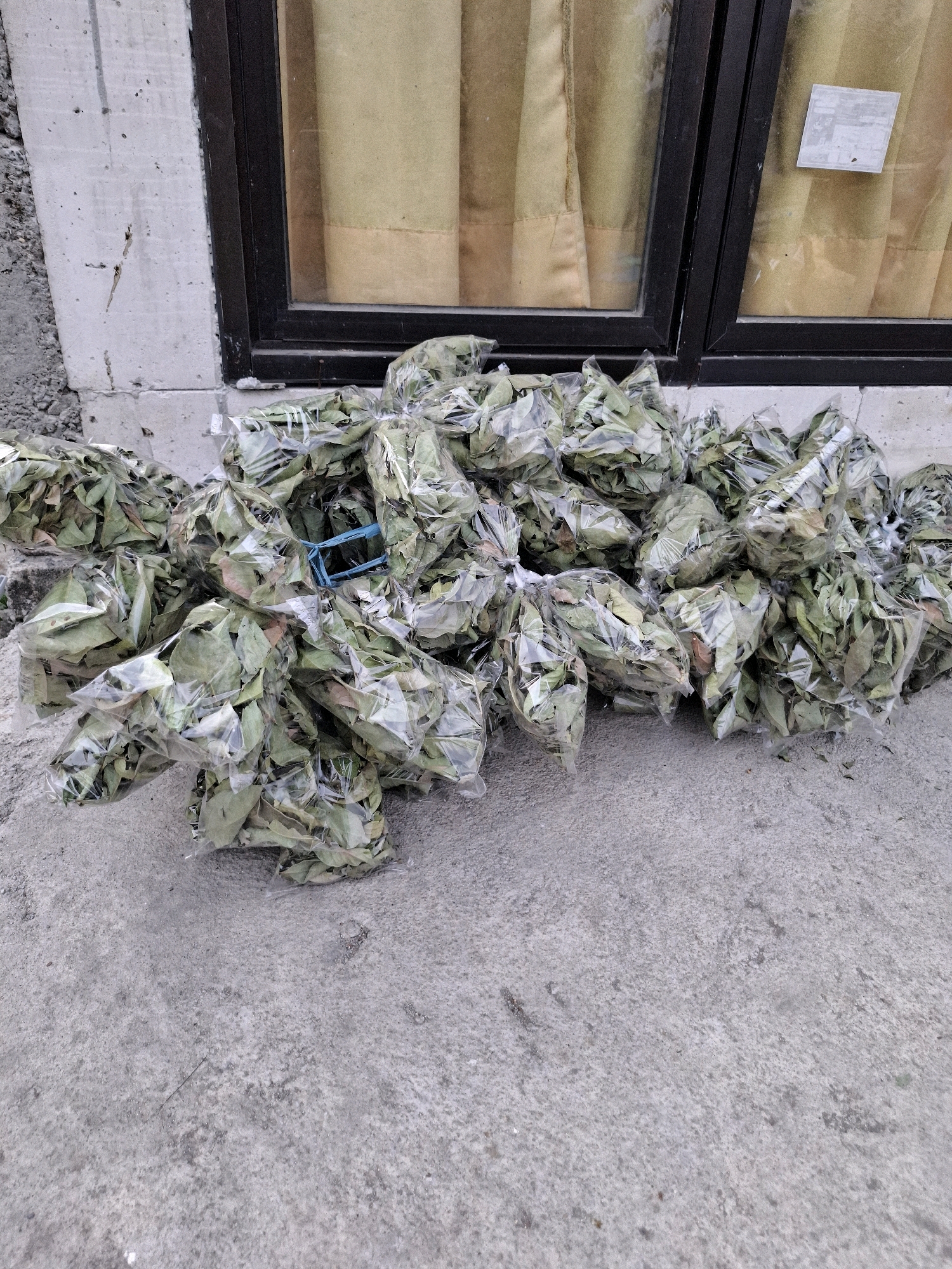 A large pile of clear plastic bags filled with dried leaves is arranged on a concrete surface in front of a building in Sembung, Indonesia. The bags are mostly green and brown, with some appearing lighter in color. They are tightly packed together, obscuring much of the concrete floor. Behind the pile of bags, a dark-framed window with yellow curtains is visible. A small white sticker is affixed to the window. The concrete wall to the left of the window is grey and shows some signs of wear. The overall impression is of a commercial or storage area where dried herbs or spices are being prepared or stored. There are no people visible in the image.