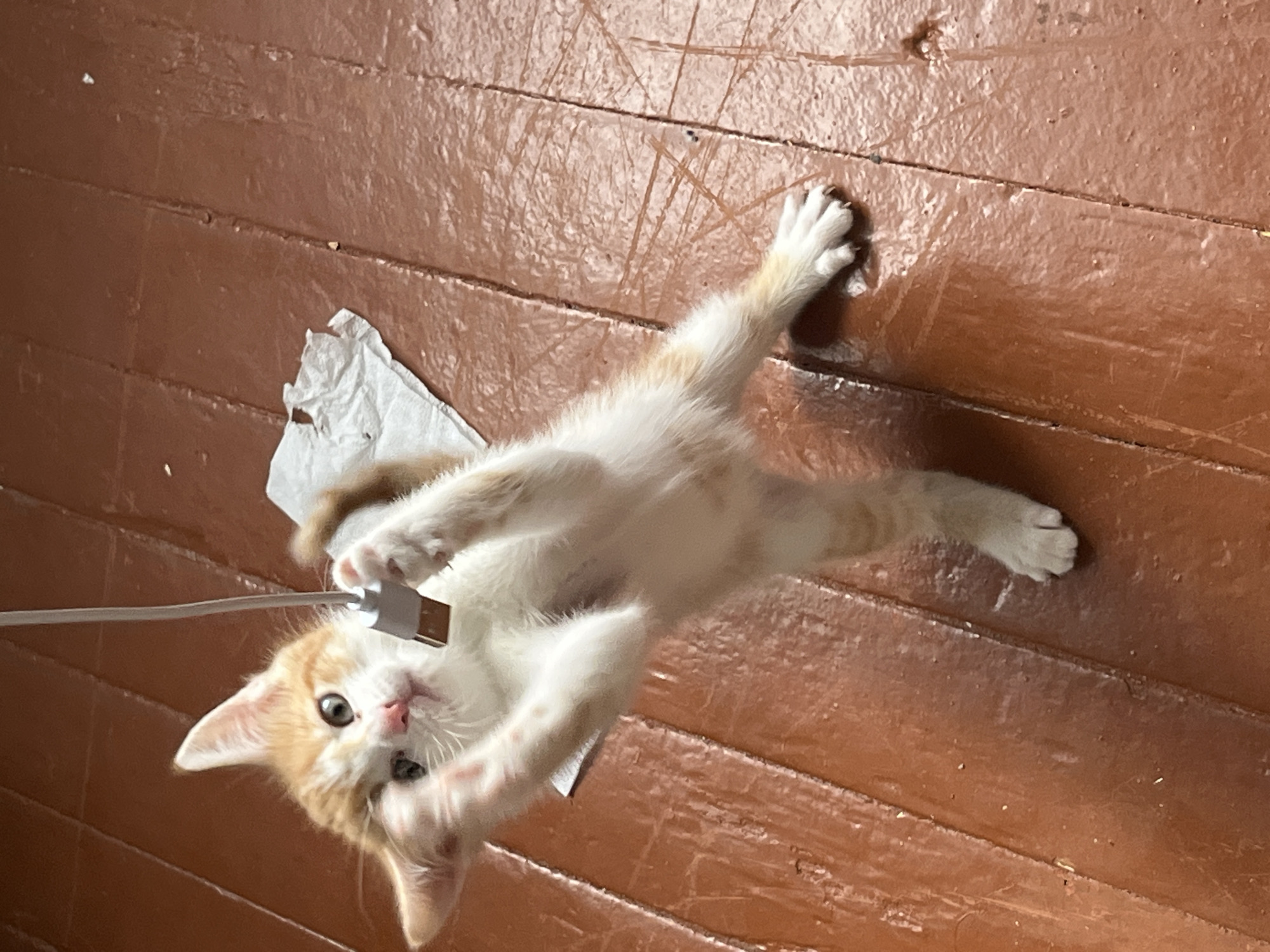 An orange and white kitten is captured in mid-air, reaching up with its front paws to bat at a white USB cable hanging from above. The kitten is positioned vertically, with its back legs extended downwards. Its body is mostly white with patches of orange fur on its head, back, and tail. The kitten's eyes are wide and focused on the cable.
The background consists of a reddish-brown wooden floor, characterized by visible grain and planks. In the middle ground, a crumpled piece of white paper is visible on the floor beneath the kitten. The lighting suggests an indoor environment, with shadows cast on the floor.
This scene is located within a residential dwelling in the city of Svietlahorsk, Belarus.