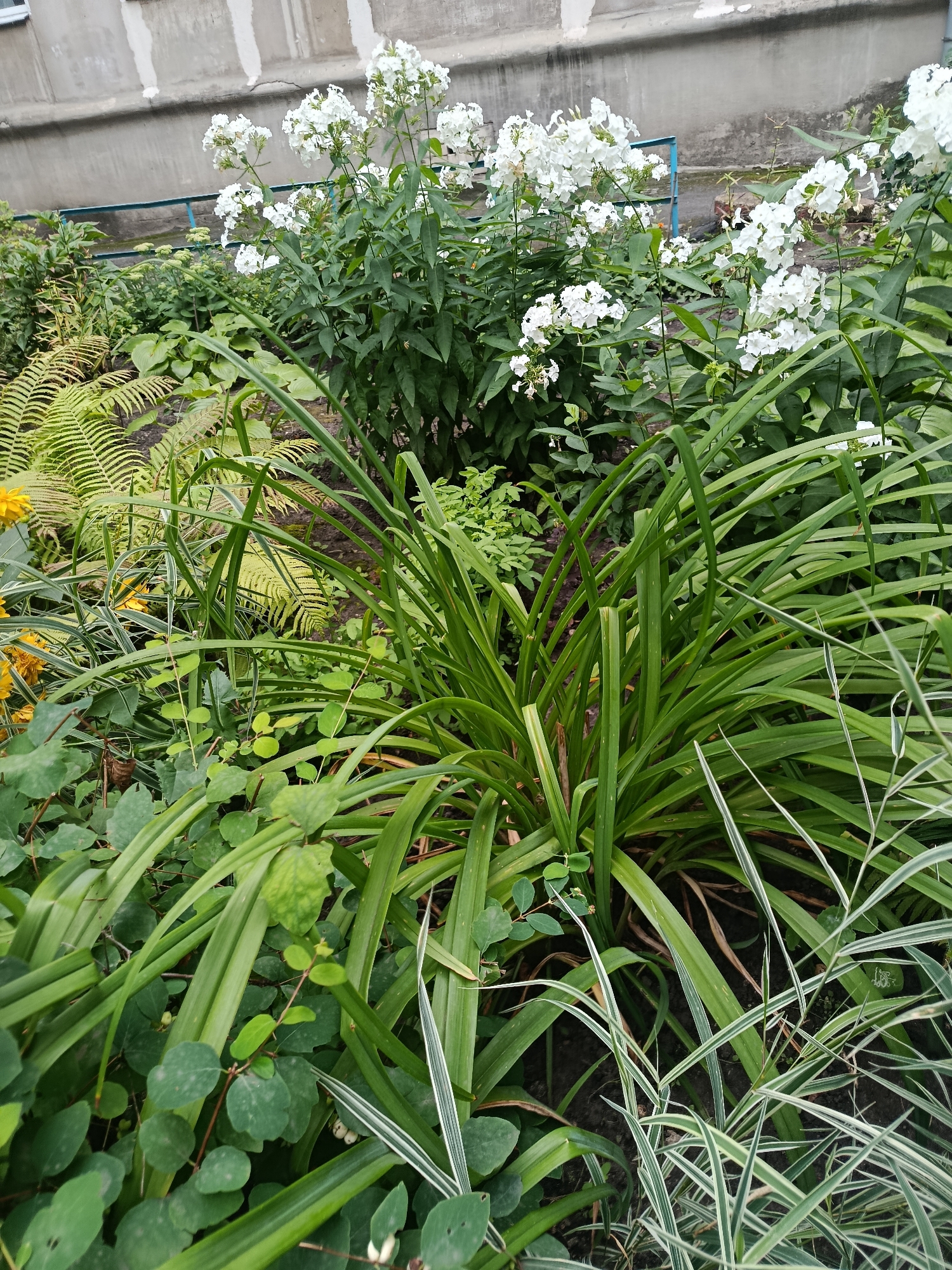 A lush, green garden bed is shown, featuring a variety of plants including ferns, leafy ground cover, and tall, strappy-leaved plants. In the background, clusters of white phlox flowers bloom against a backdrop of a gray, textured building wall. A thin blue metal railing is visible in the mid-ground, separating the garden from the building. The scene is outdoors, suggesting a residential or public garden area. The overall impression is one of natural growth and urban landscaping.