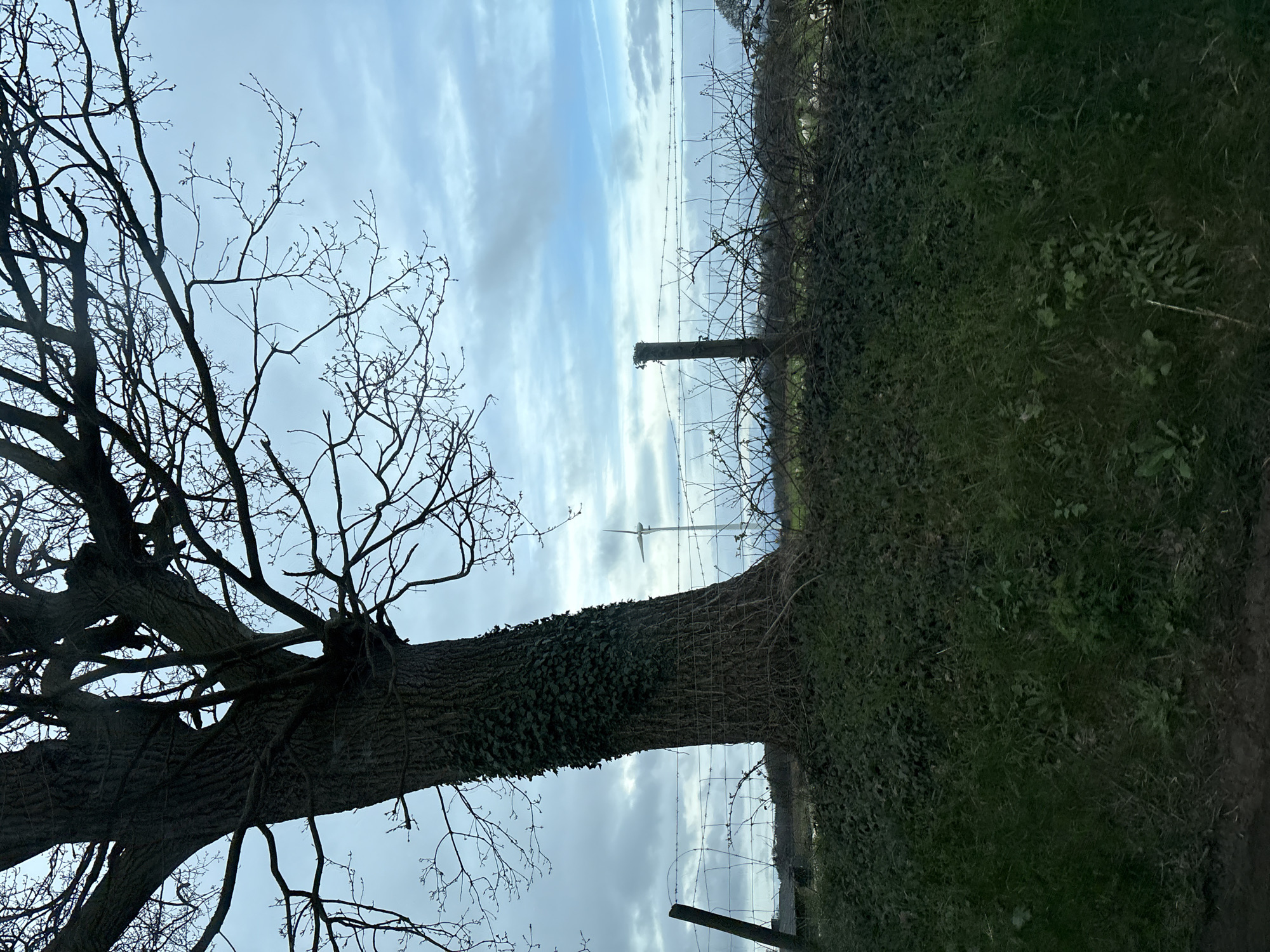 A terrestrial image, captured in Ruyton-XI-Towns, United Kingdom, depicts an outdoor scene dominated by natural elements under an overcast sky. A large, deciduous tree with extensive, bare branches occupies the left foreground, its thick trunk partially covered by dark green ivy. The ground in the immediate foreground consists of dark green grass and low-lying vegetation, with a narrow strip of exposed dark earth at the bottom edge.
Across the midground, a multi-strand barbed wire fence is visible, supported by dark wooden posts. This fence delineates the boundary of a field or pasture, behind which dense, leafless bushes and brambles are present. In the distant background, a white wind turbine stands prominently against the horizon. The sky is characterized by an expanse of blue and grey clouds, indicating overcast conditions. No human or animal subjects are discernibly present, nor are any specific actions depicted.