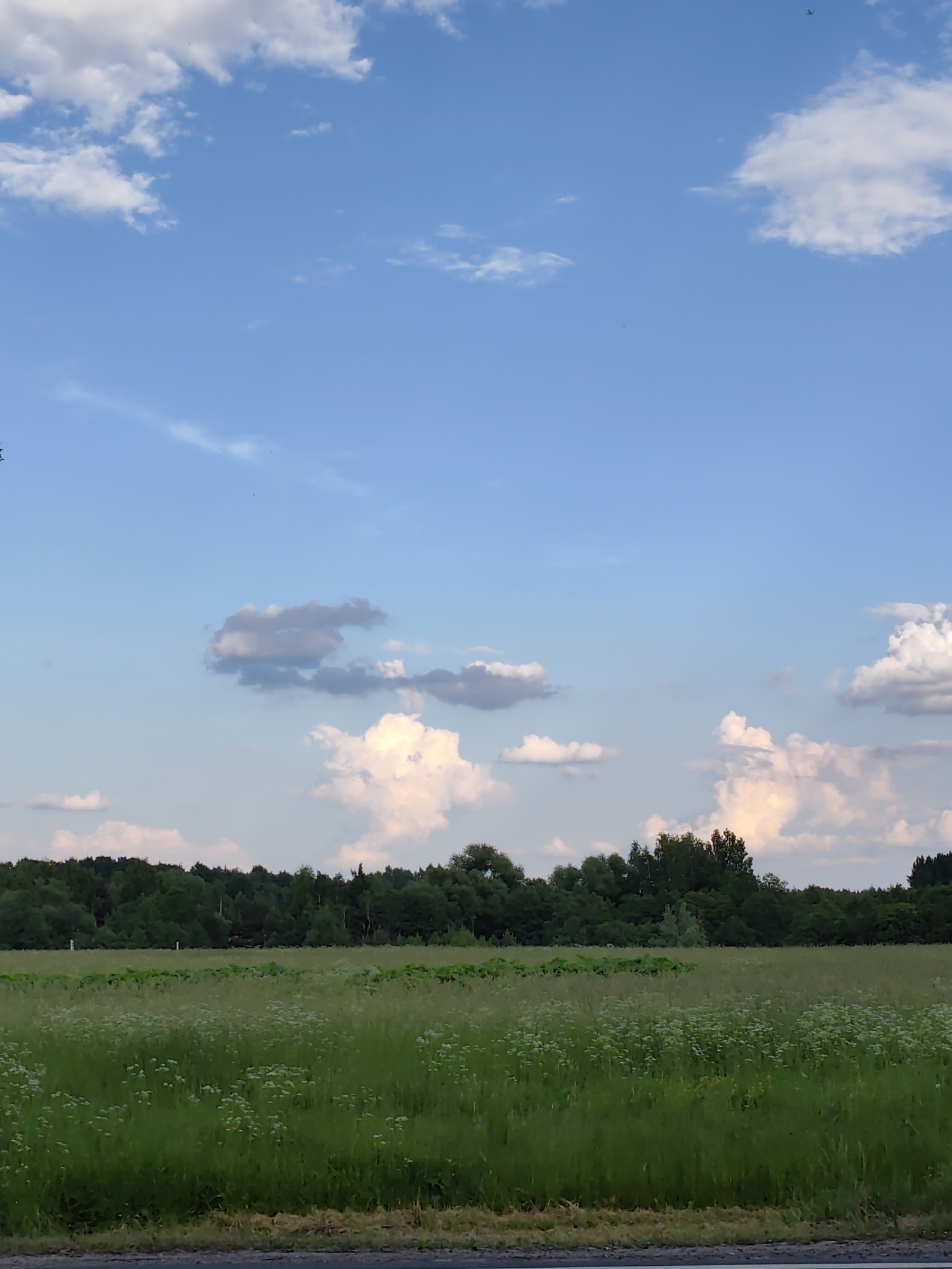 The image depicts a rural landscape in Kopylovo, Russia. The scene is dominated by a vast expanse of blue sky filled with scattered white clouds. In the foreground, a verdant field stretches horizontally, with patches of white wildflowers interspersed among the tall green grass. Beyond the field, a dense line of dark green trees forms a natural border. The bottom of the image shows a strip of dark earth and asphalt, suggesting a road or path. The overall atmosphere is serene and natural, indicative of a clear day in the countryside.