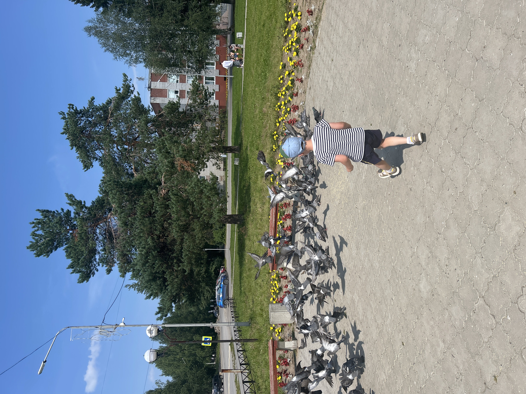 In the city of Krasnovishersk, Russia, on a sunny day, a young boy wearing a striped t-shirt and dark shorts runs towards a flock of pigeons gathered on a paved area. The pigeons are in mid-flight and on the ground, many of them pecking at something unseen. The scene is in a park-like setting with lush green grass, flowerbeds with yellow and red flowers, and benches. Mature pine trees and other deciduous trees provide shade. In the background, a multi-story brick building with white-trimmed windows is visible, along with a street with parked cars, including a blue sedan. A lamppost with lights and some attached equipment stands near the path, and a yellow pedestrian crossing sign is also present. A few adults are seated on a bench in the distance.