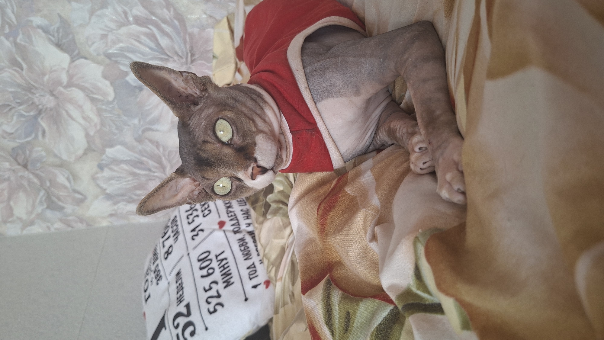 A close-up, rotated shot shows a hairless cat, likely a Sphynx, lying on a patterned surface, possibly a bed or couch. The cat wears a red garment around its upper body. Its large, luminous green eyes are wide open, and its ears are prominent and pointed. The cat's skin is a mix of grey and pinkish tones, with some dark mottling.
Partially visible in the lower left corner of the image is a piece of fabric with what appears to be text printed on it. The text is in Cyrillic script and includes numbers and words. Some legible fragments include "525600", "31536", "МИНУТ", "CEK", "ЛЮБВИ", "ПОДДЕРЖК", and "У НАС ЦЕЛ". The overall pattern of the background fabric is floral, with muted colors of beige, white, and pale pink. The lighting suggests it could be daytime, with soft light illuminating the scene. The cat's expression appears alert and perhaps a little curious. The overall impression is one of a domestic setting, possibly a home.