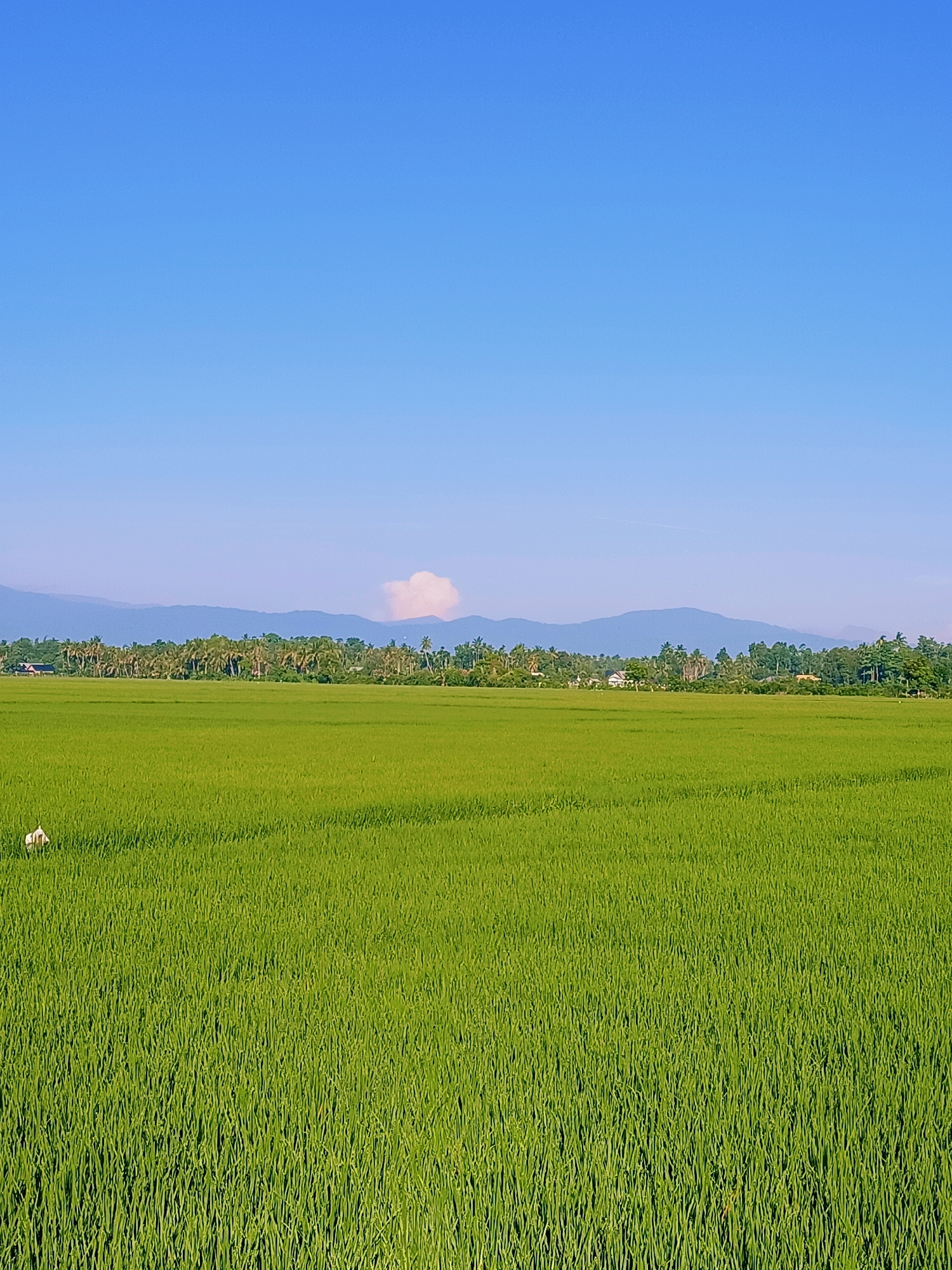 The image depicts a vast, lush green rice paddy field under a clear blue sky in Blang Lilue, Indonesia. The field stretches from the foreground to the horizon, with individual rice stalks densely packed and uniformly green, suggesting a healthy crop. In the far left of the frame, a lone white figure, possibly a person or a farm animal, is visible amidst the rice stalks. Beyond the field, a line of dense green foliage, including numerous palm trees, marks the transition to a distant range of mountains. The mountains are rendered in muted blues and purples, with a distinct white cloud formation hovering above the central peak. The overall impression is one of serene rural agriculture bathed in bright daylight.