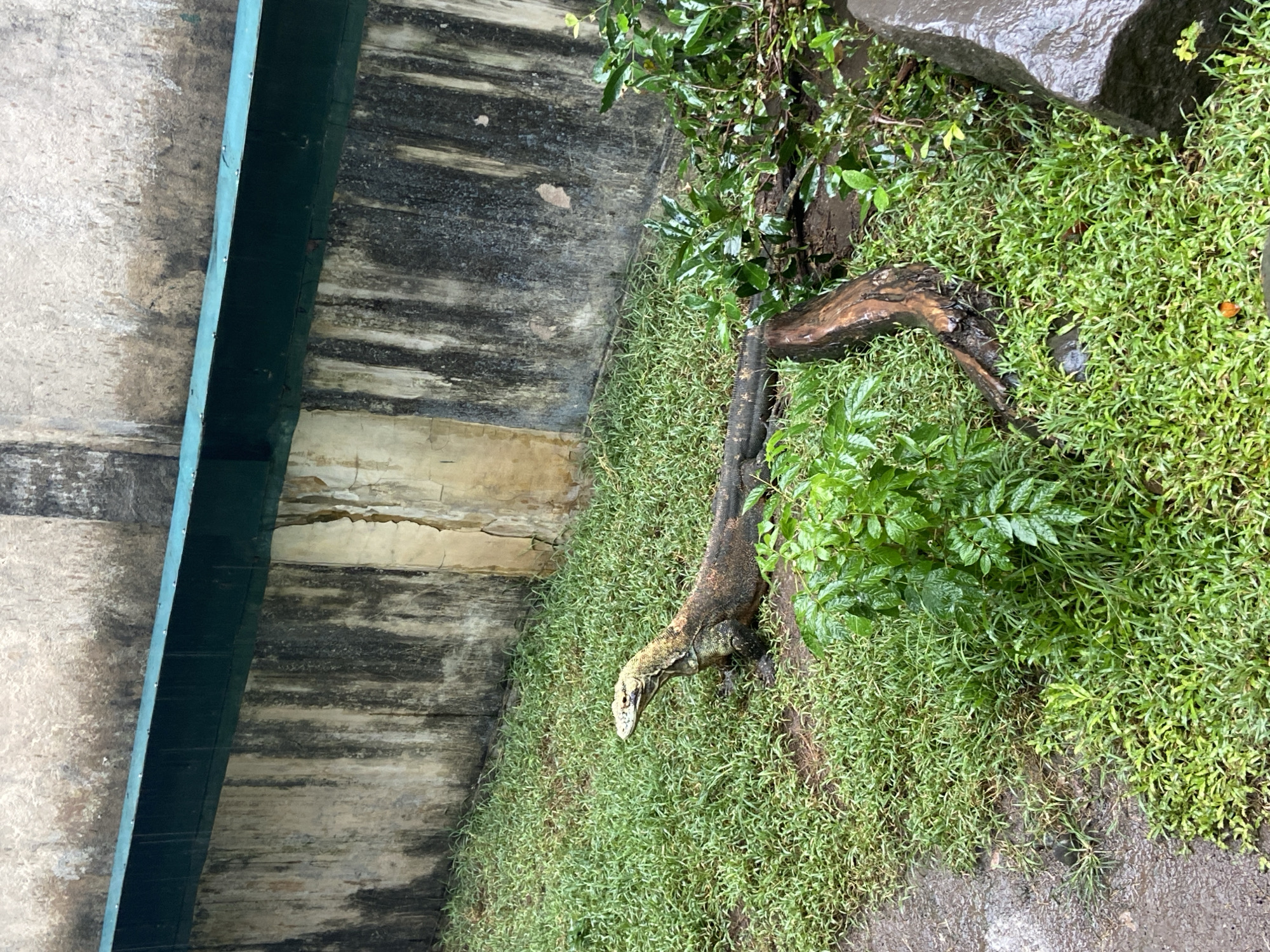 A monitor lizard climbs out of a drainage ditch in Sukawati, Indonesia. The lizard is beige on the head and fades into a dark brown and black on its body. The ditch wall is made of concrete. On the right side of the ditch, thick green grass grows. A dead tree trunk sits in the middle of the grass.