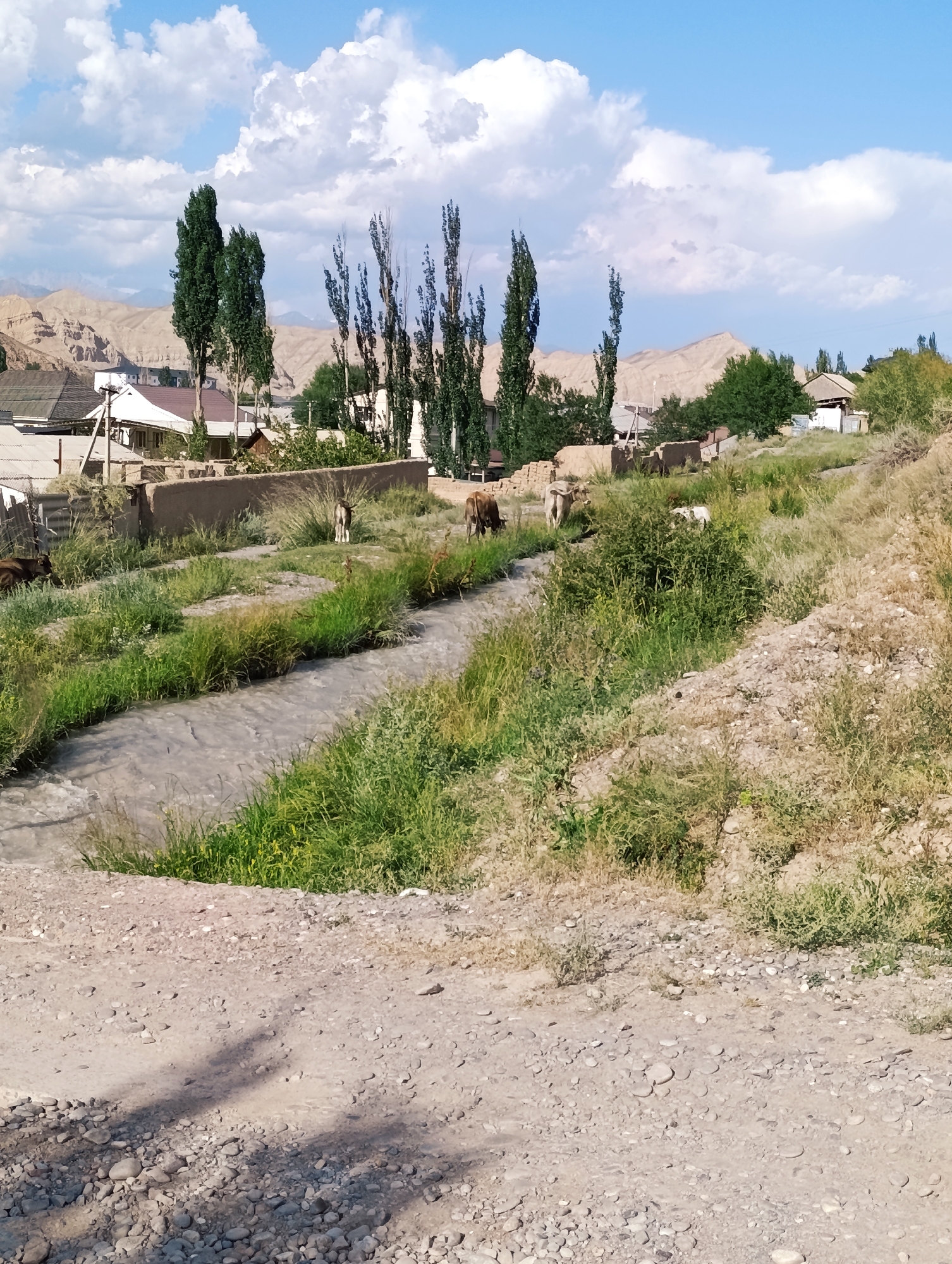 The image captures a rural scene in Naryn City, Kyrgyzstan, featuring a small, meandering stream flowing through grassy banks. In the background, traditional Kyrgyz dwellings with flat roofs are visible, constructed from adobe or mud brick. Tall, slender trees line the horizon, interspersed with low, arid hills that dominate the landscape. Several cows graze peacefully near the stream, adding a pastoral element to the scene. The sky is a bright blue, adorned with fluffy white clouds, suggesting fair weather. The foreground is characterized by a dirt path covered in pebbles, with shadows cast by unseen objects, likely trees or buildings.
