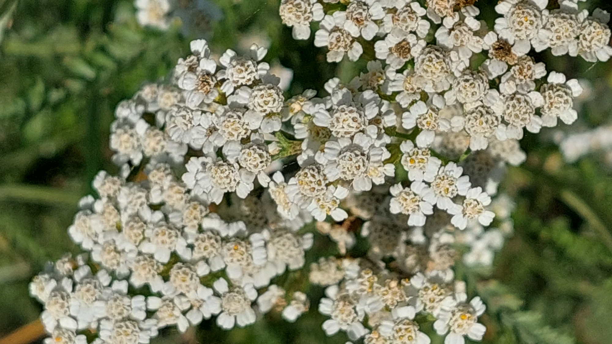 A close-up photograph showcases a cluster of small, white yarrow flowers with yellowish-brown centers, set against a blurred green background of foliage. The image focuses on the intricate details of the flower heads, highlighting their delicate petals and textured centers. The scene is natural and appears to be outdoors, with no discernible urban elements or structures visible, suggesting a natural setting within or near Kozarovychi, Ukraine. No people or animals are present in the frame.