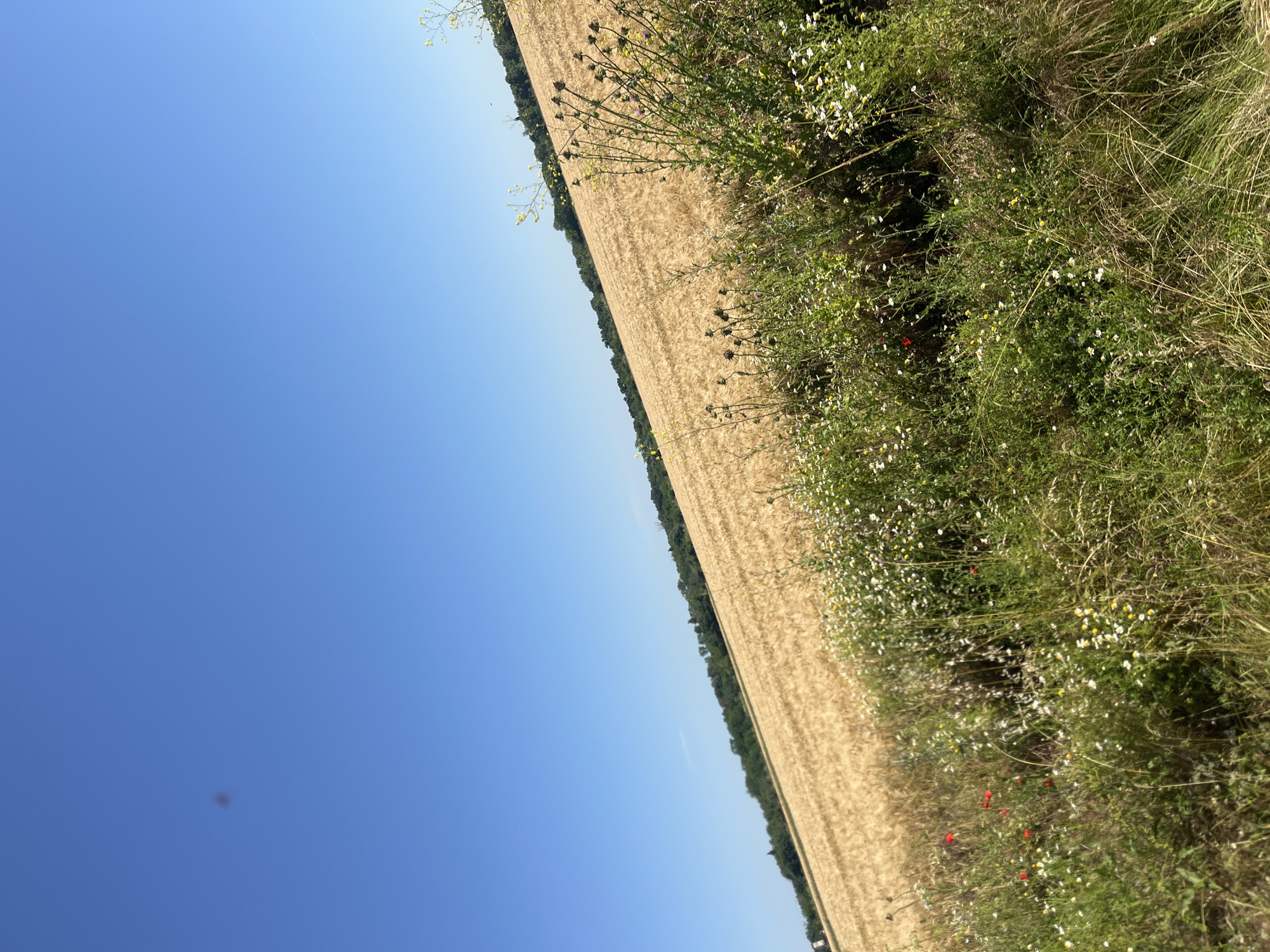 The image shows a wide, golden field of wheat under a clear blue sky. The field is diagonally oriented in the frame, stretching from the lower left to the upper right. In the foreground, there is a lush growth of green grass and wildflowers, including small white daisies and some red poppies. Beyond the wheat field, a line of dark green trees forms a horizon. The overall impression is of a rural, sunlit landscape in Ravnets, Bulgaria. There are no people or animals visible in the image.