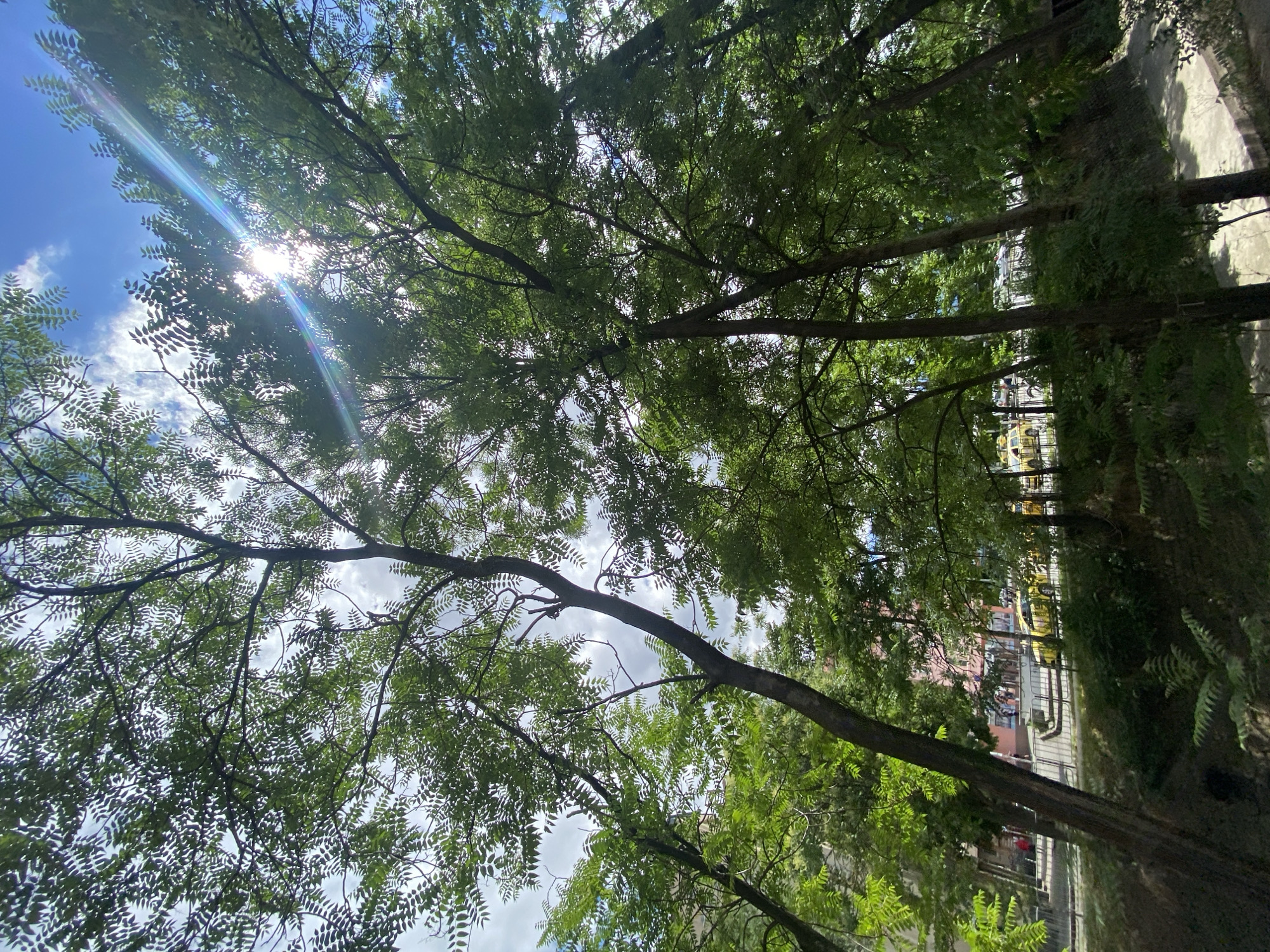 The image captures a view looking up through a canopy of trees in an urban setting. The sun is shining brightly, creating a lens flare and casting dappled light through the leaves and branches. In the background, below the trees, a street is visible with a few yellow vehicles, possibly taxis, and pedestrians walking on a sidewalk. Buildings with pink and muted tones can be seen behind the street. The lower portion of the image shows a sloped, vegetated area with some ferns. The scene appears to be located in a park or a tree-lined street within Sofia, Bulgaria.