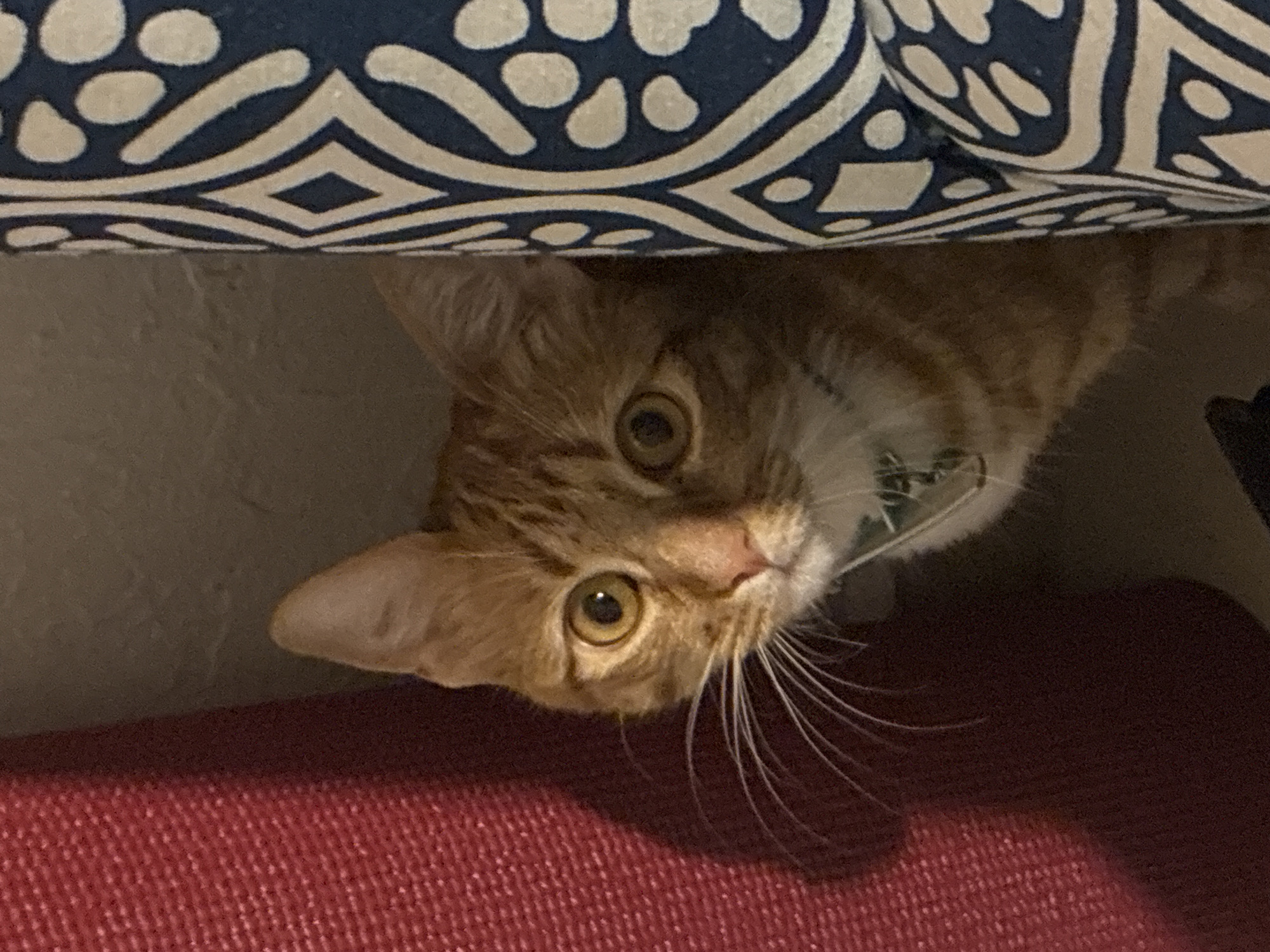 An orange tabby cat is peering out from under a piece of furniture covered with a blue and white patterned cloth. The cat is positioned upside down, its head angled towards the viewer. Its eyes are wide and alert, and its whiskers are prominent. Below the cat, a red textured surface is visible. The background is a neutral wall.