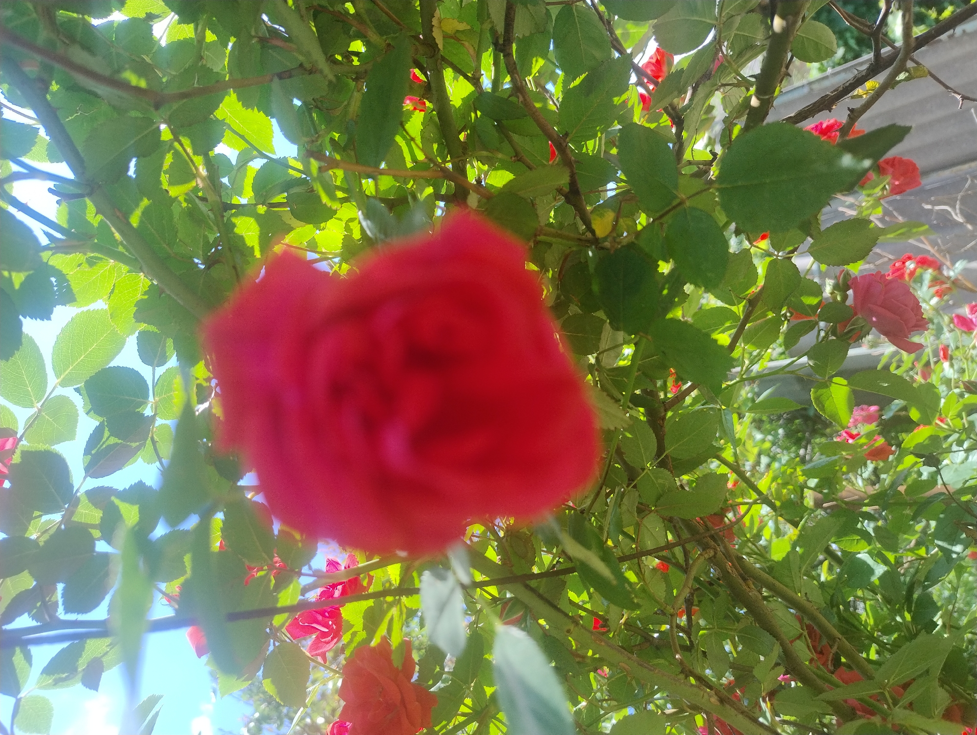 The image displays a close-up, low-angle view of a rose bush with vibrant red roses and green leaves against a bright blue sky. The main rose bloom in the foreground is blurred, suggesting it is very close to the camera. Other red roses and buds are visible throughout the foliage, some in focus and others slightly out of focus. The branches of the rose bush are thick and thorny. The lighting suggests it is daytime with bright sunlight filtering through the leaves, creating some lens flare. The background shows a fence or wall, hinting at an outdoor setting in a garden or park. The scene is likely located in Kropyvnytskyi, Ukraine, based on the provided context. There are no people or animals present in the image.