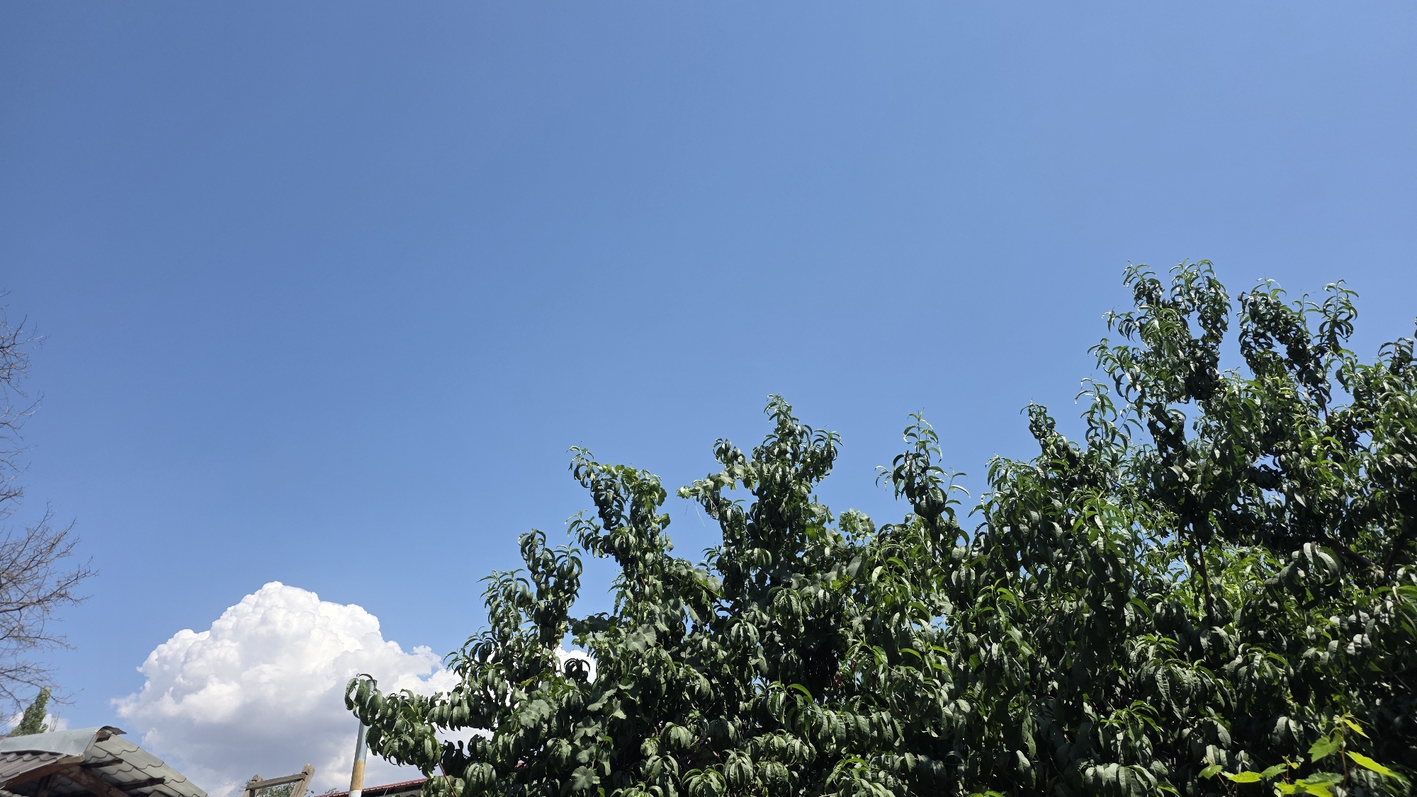 This is a landscape photo taken in Tokmok City, Kyrgyzstan, under a clear blue sky. The image is dominated by the sky, which occupies approximately two-thirds of the frame. On the left side, a large, fluffy white cloud is visible against the blue. The lower third of the image features the tops of lush green trees, their leaves dense and vibrant. In the bottom left corner, a section of a tiled roof is partially visible, suggesting the presence of a building. The overall scene evokes a peaceful, sunny day in a natural or semi-natural urban environment.