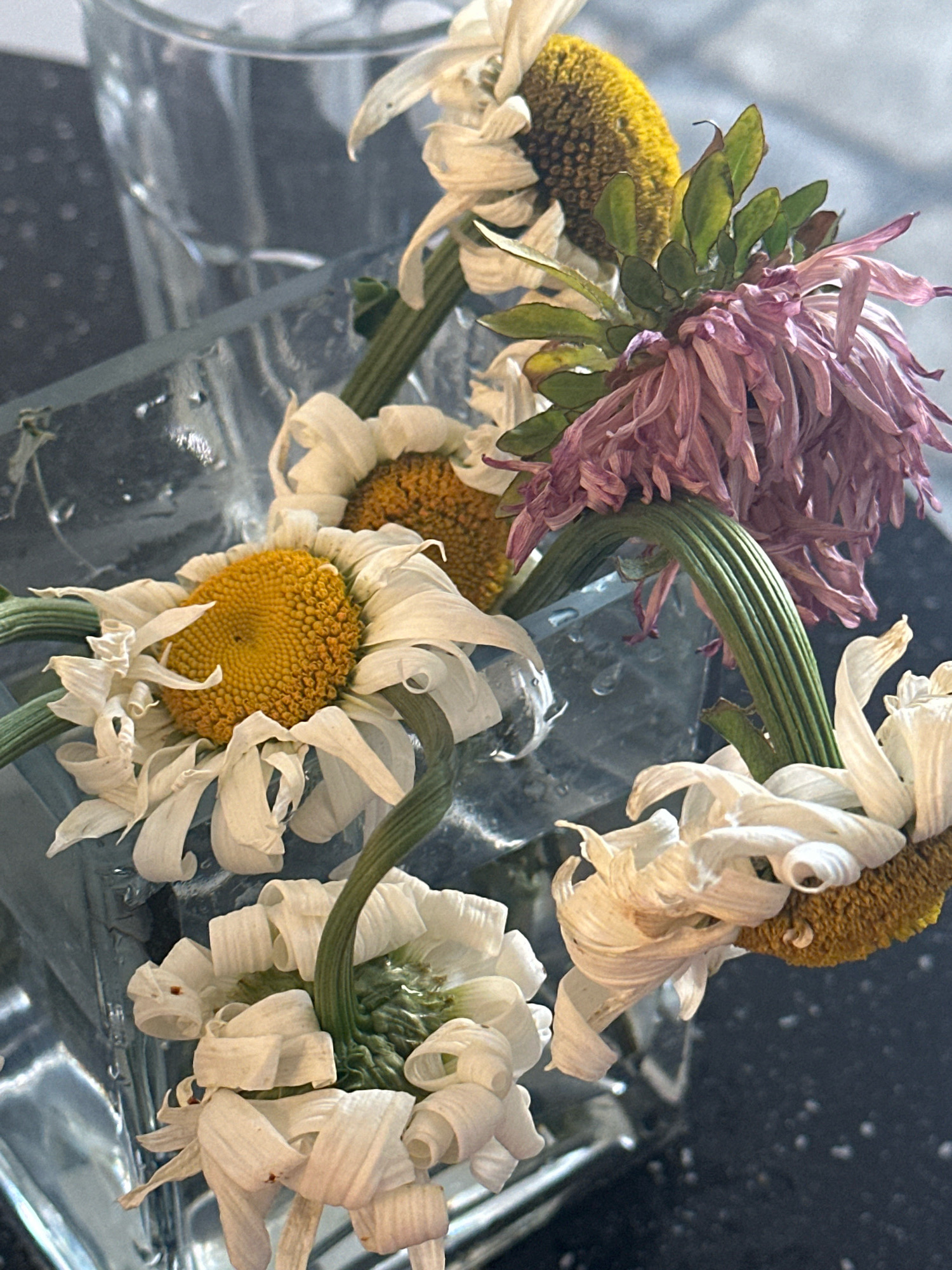 The image depicts a close-up view of wilted flowers in a clear glass container, likely a vase. The flowers are primarily white daisies with yellow centers, and one flower appears to be a dried aster with faded purple petals and green leaves. The flowers are positioned at various angles, some drooping dramatically. The glass container is partially filled with water, and water droplets are visible on the exterior. The background is dark and textured, possibly a tabletop or countertop. The overall impression is one of decay and the passage of time. There is no indication of location within Nevinnomyssk, Russia, or any people, actions, or interactions.